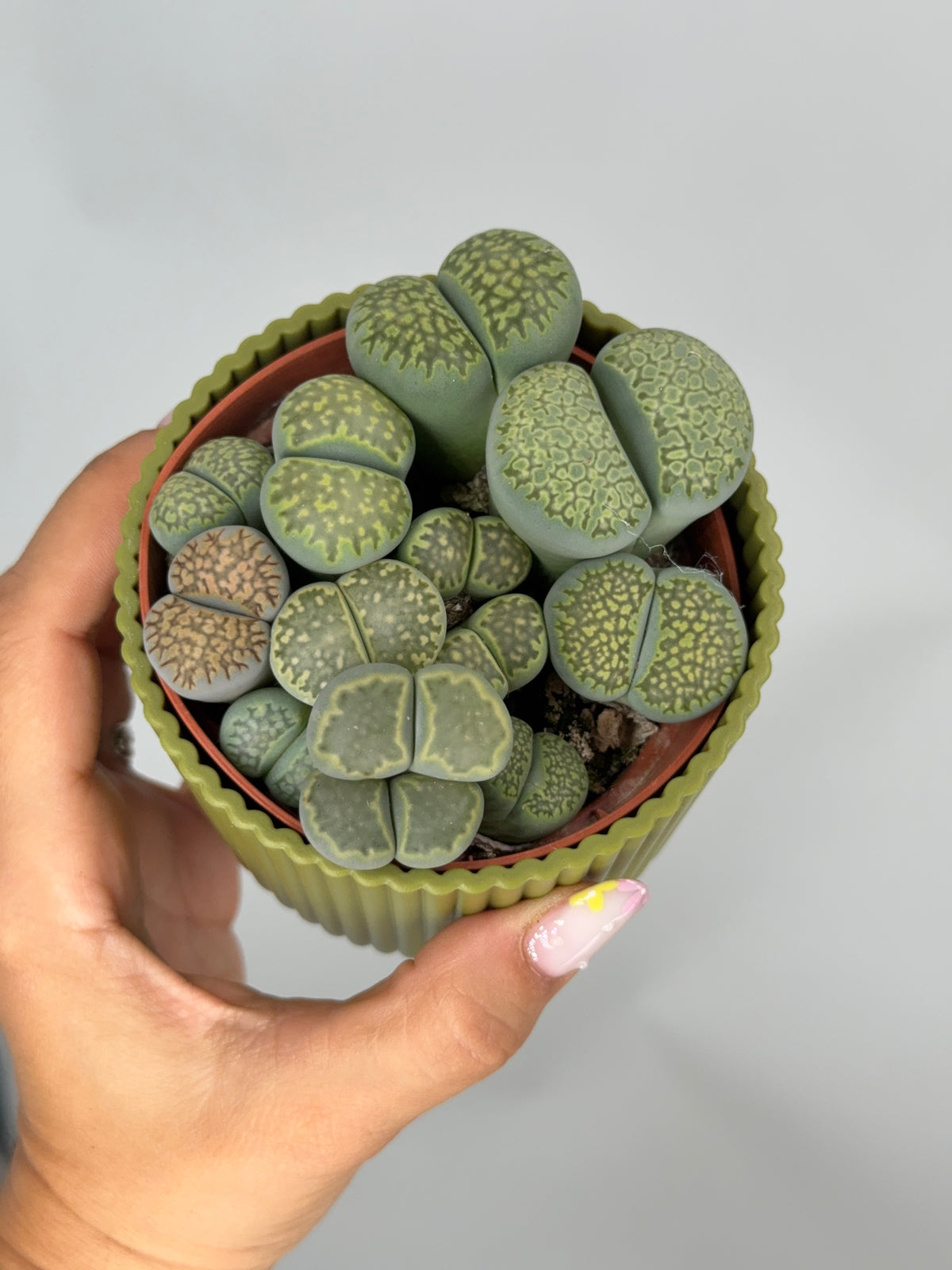 LITHOPS M8.5