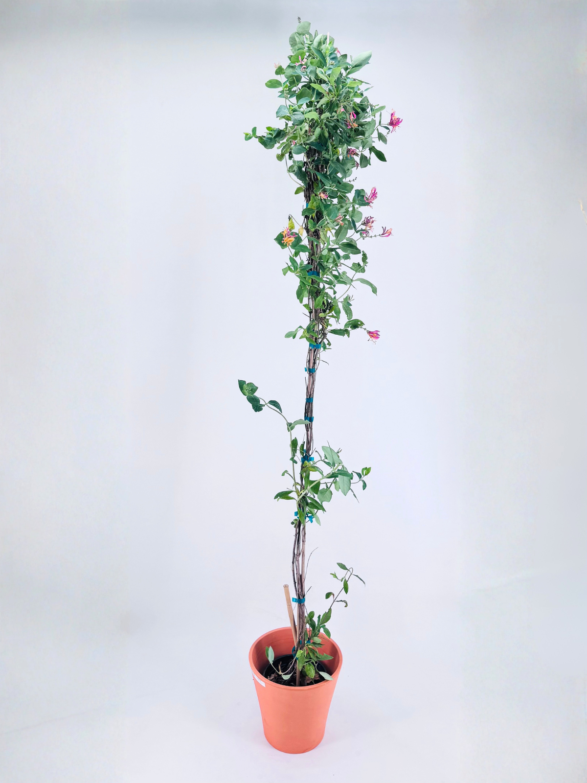 LONICERA X HECKROTTI GOLD FLAME 3LT