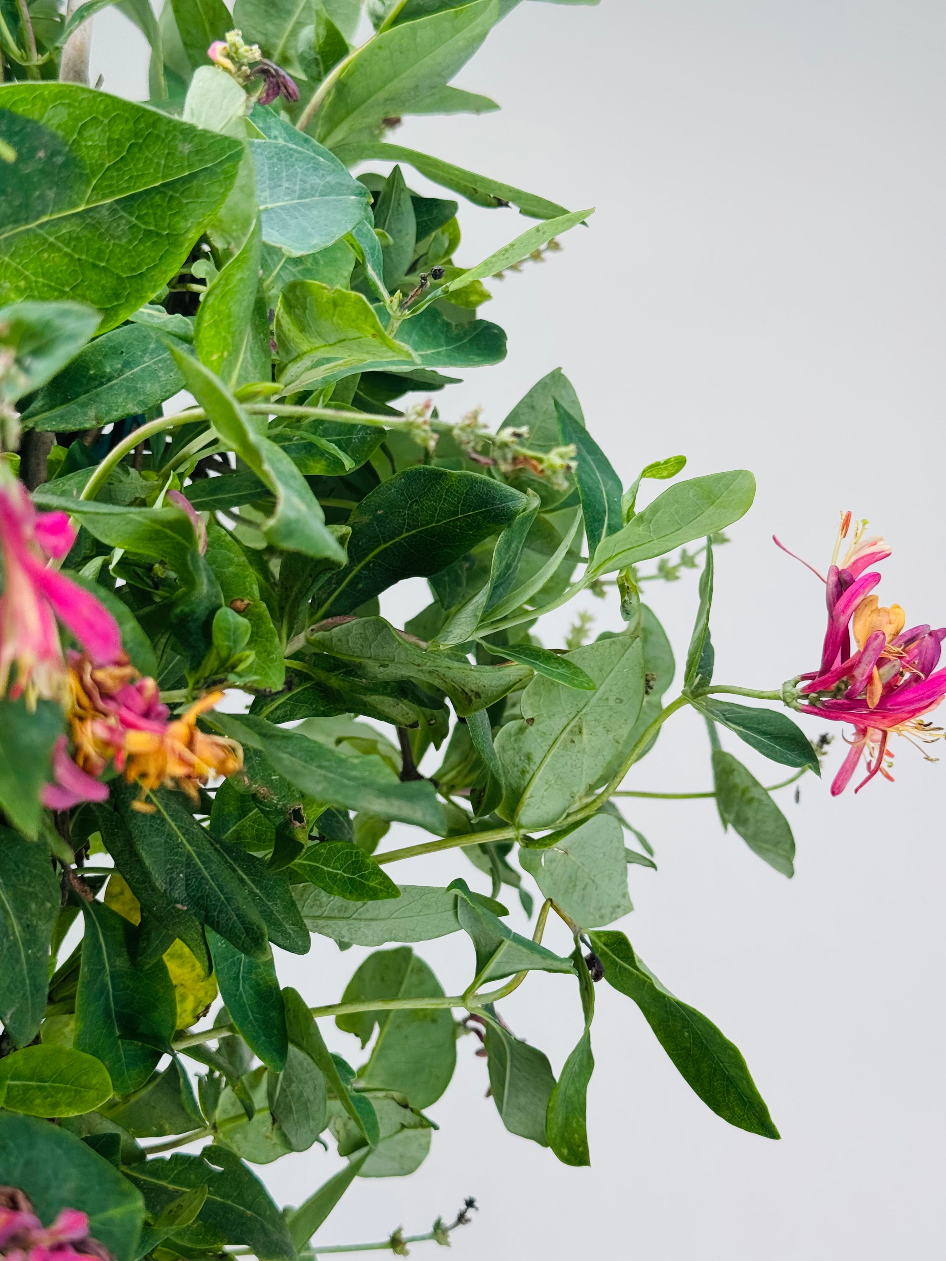 LONICERA X HECKROTTI GOLD FLAME 3LT