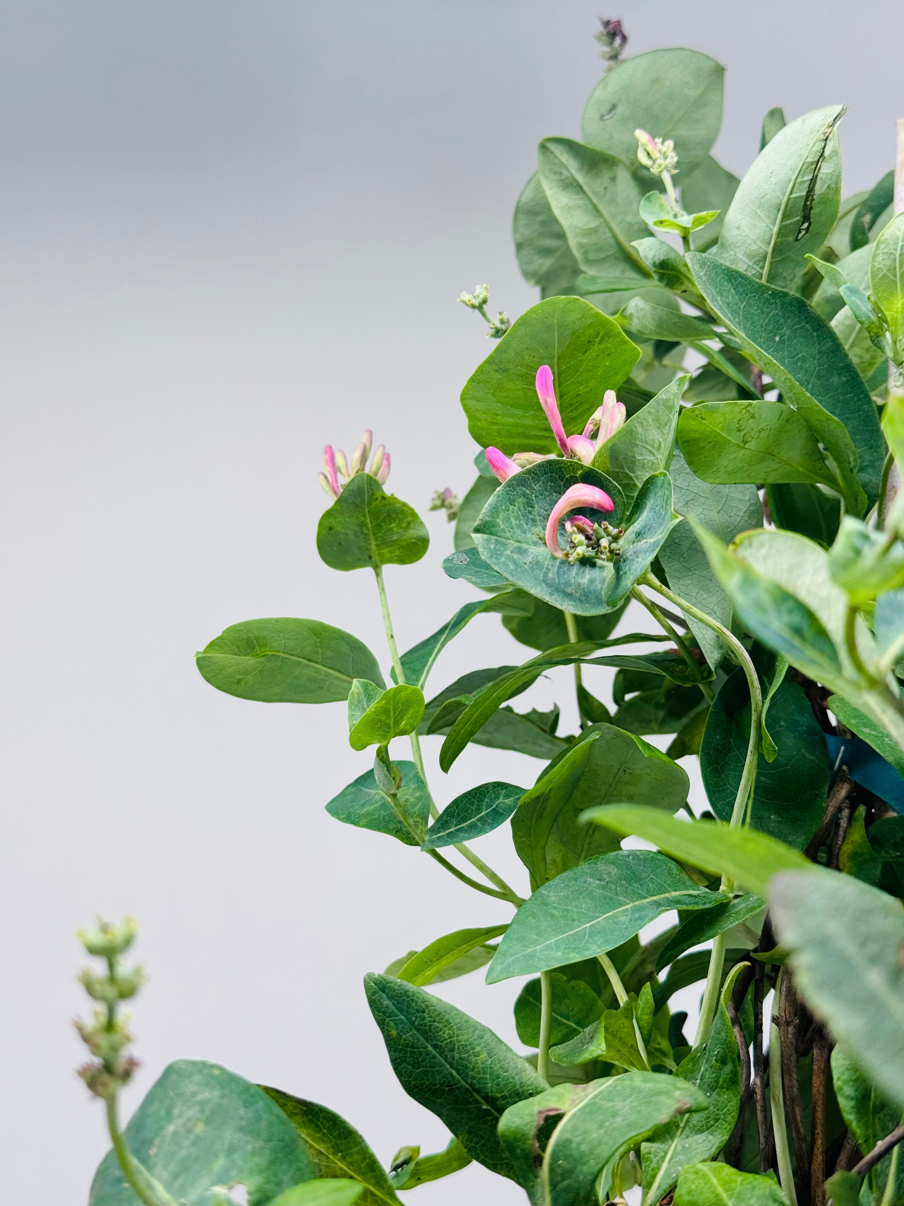 LONICERA X HECKROTTI GOLD FLAME 3LT