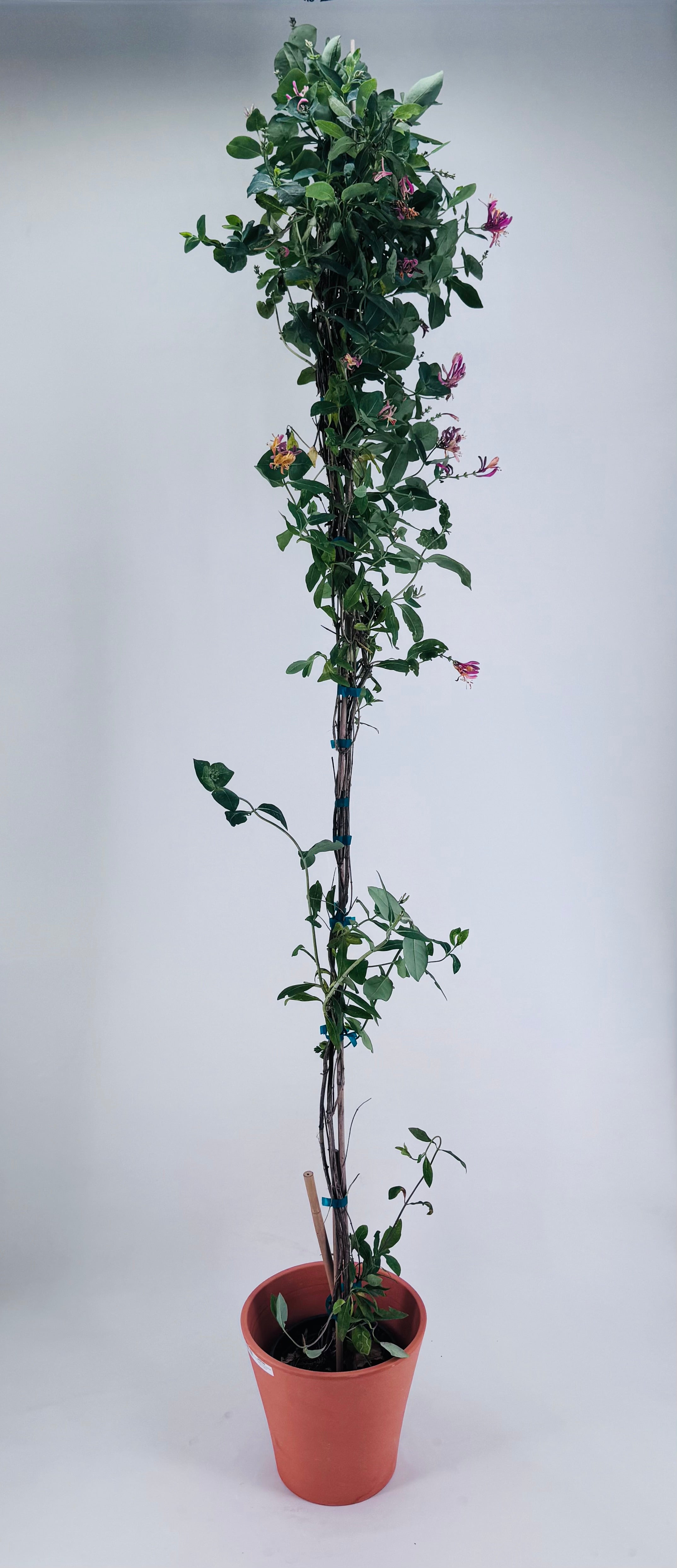 LONICERA X HECKROTTI GOLD FLAME 3LT