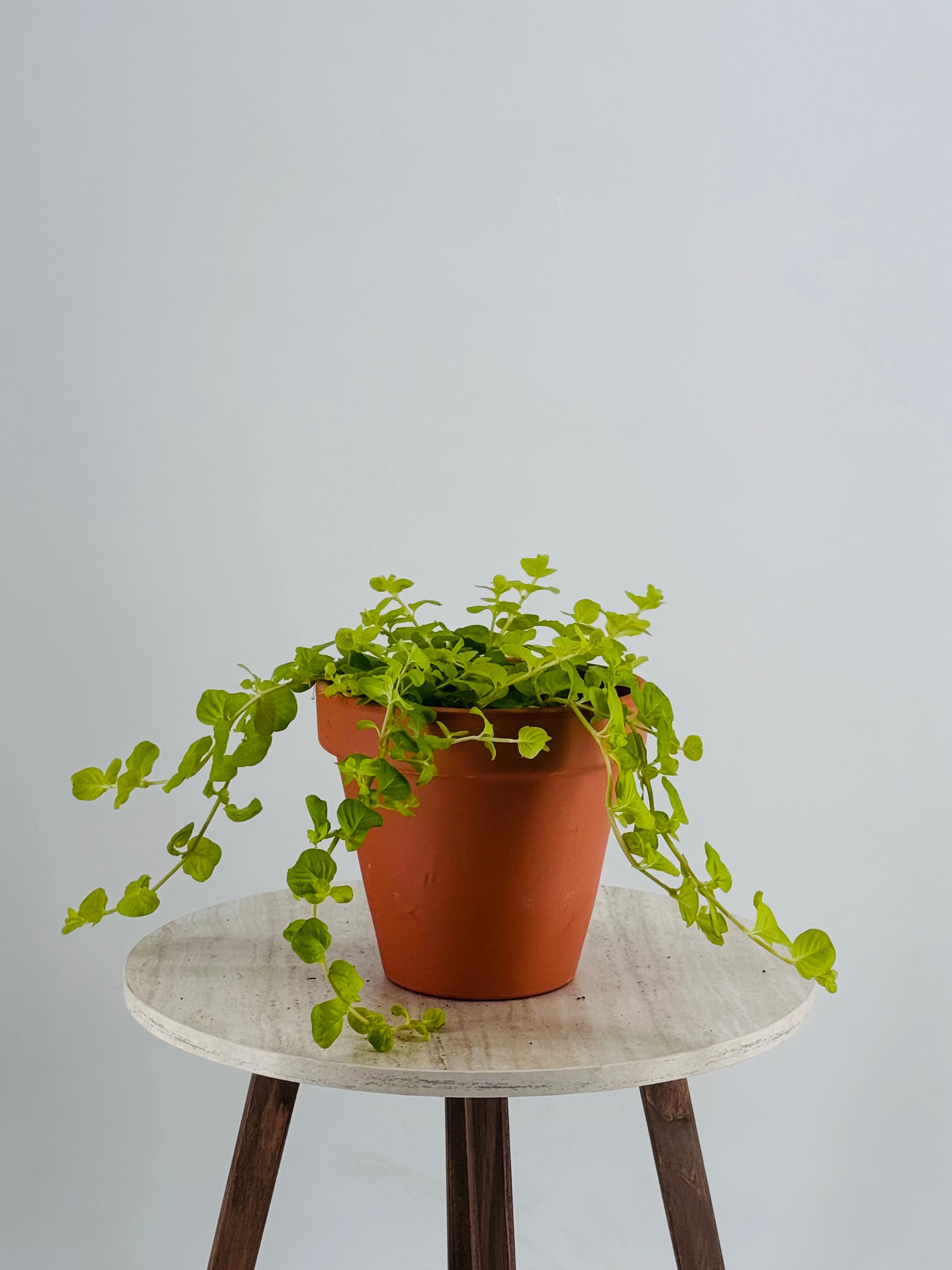 Lysimachia FM13 planta ornamental con follaje verde vibrante en maceta de terracota sobre mesa de madera.