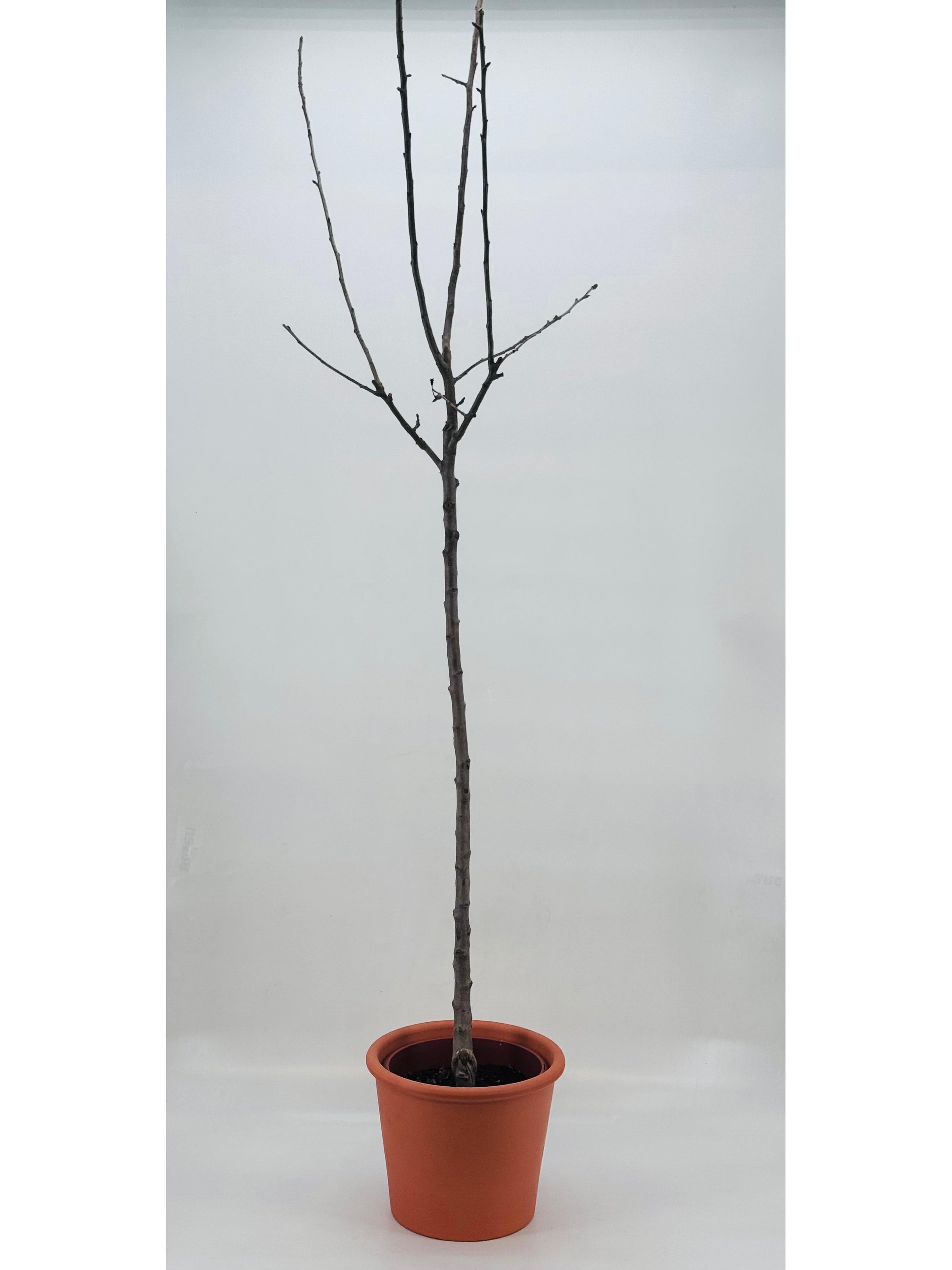 MANZANO SAN ISIDRO C25