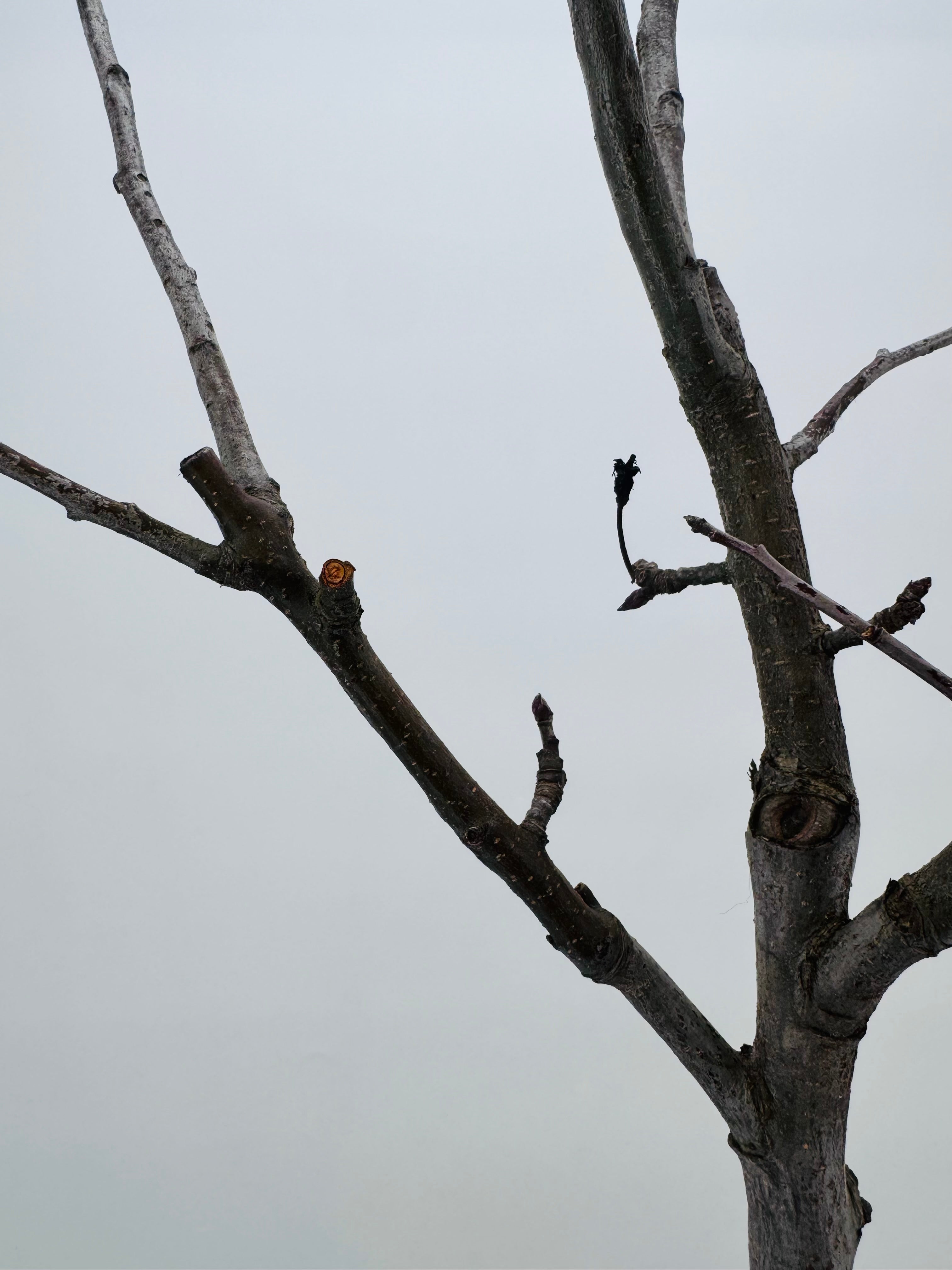 MANZANO SAN ISIDRO C25