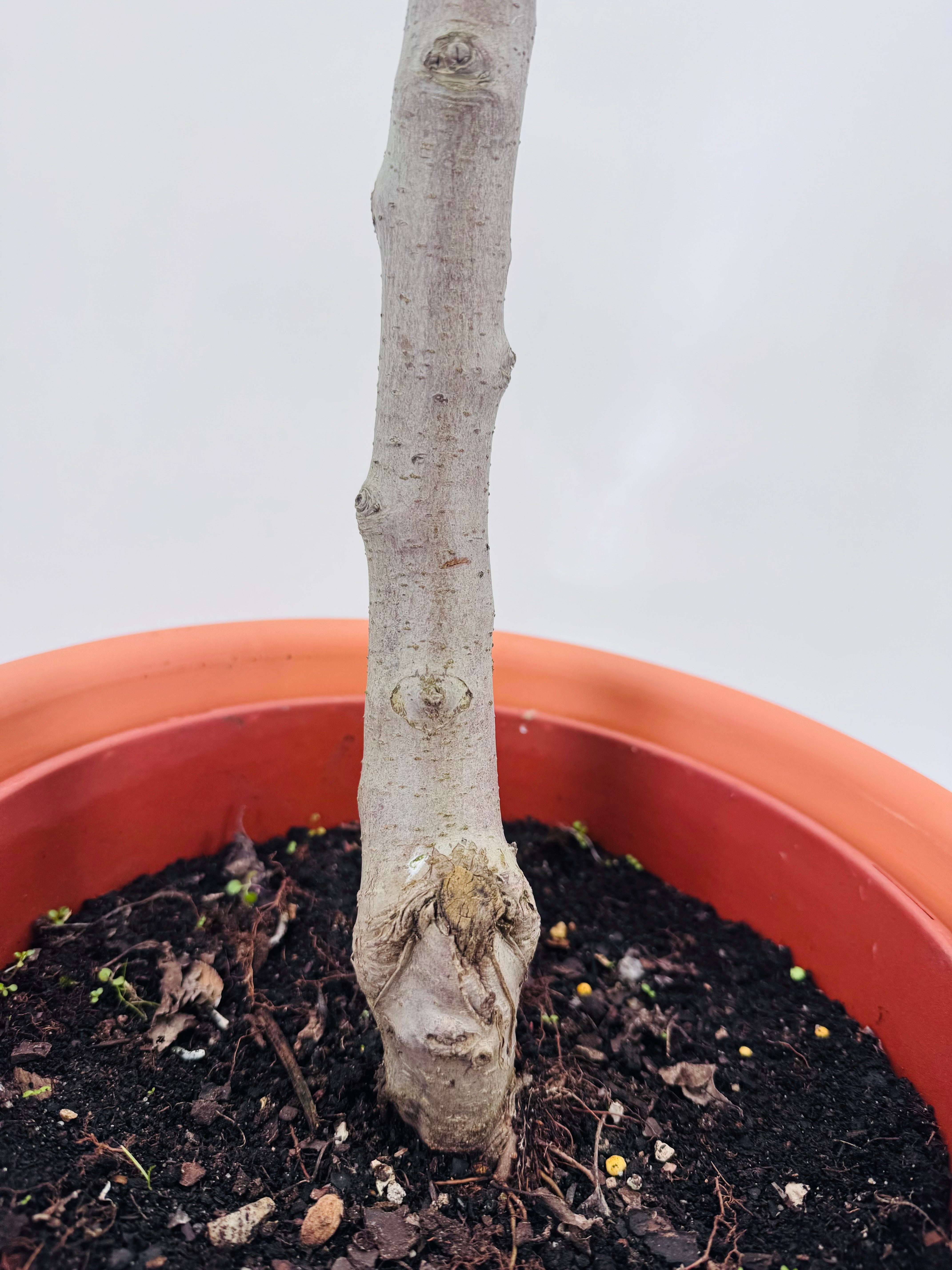 MANZANO SAN ISIDRO C25