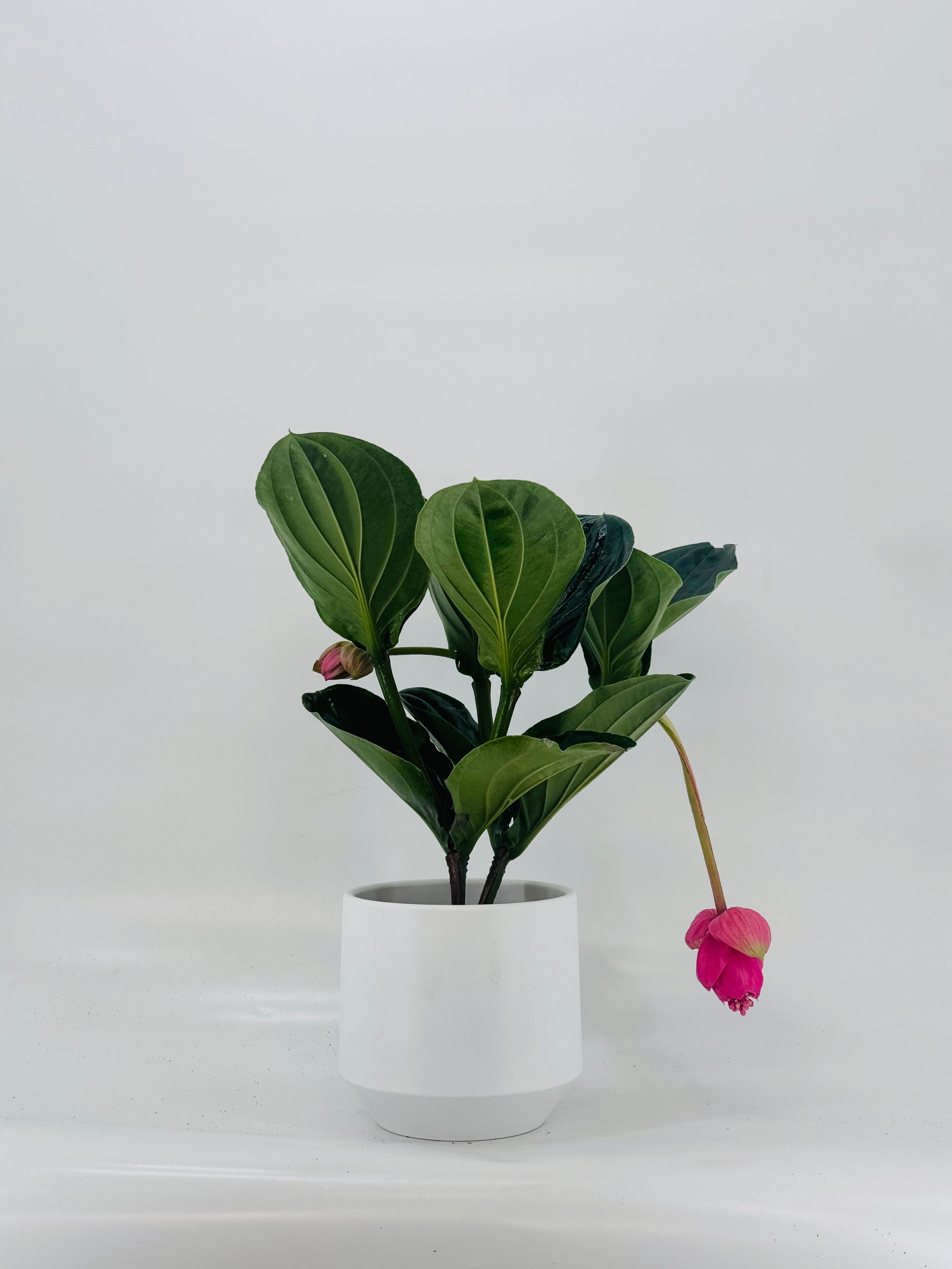 MEDINILLA MAGNIFICA FLAMENCO M 17