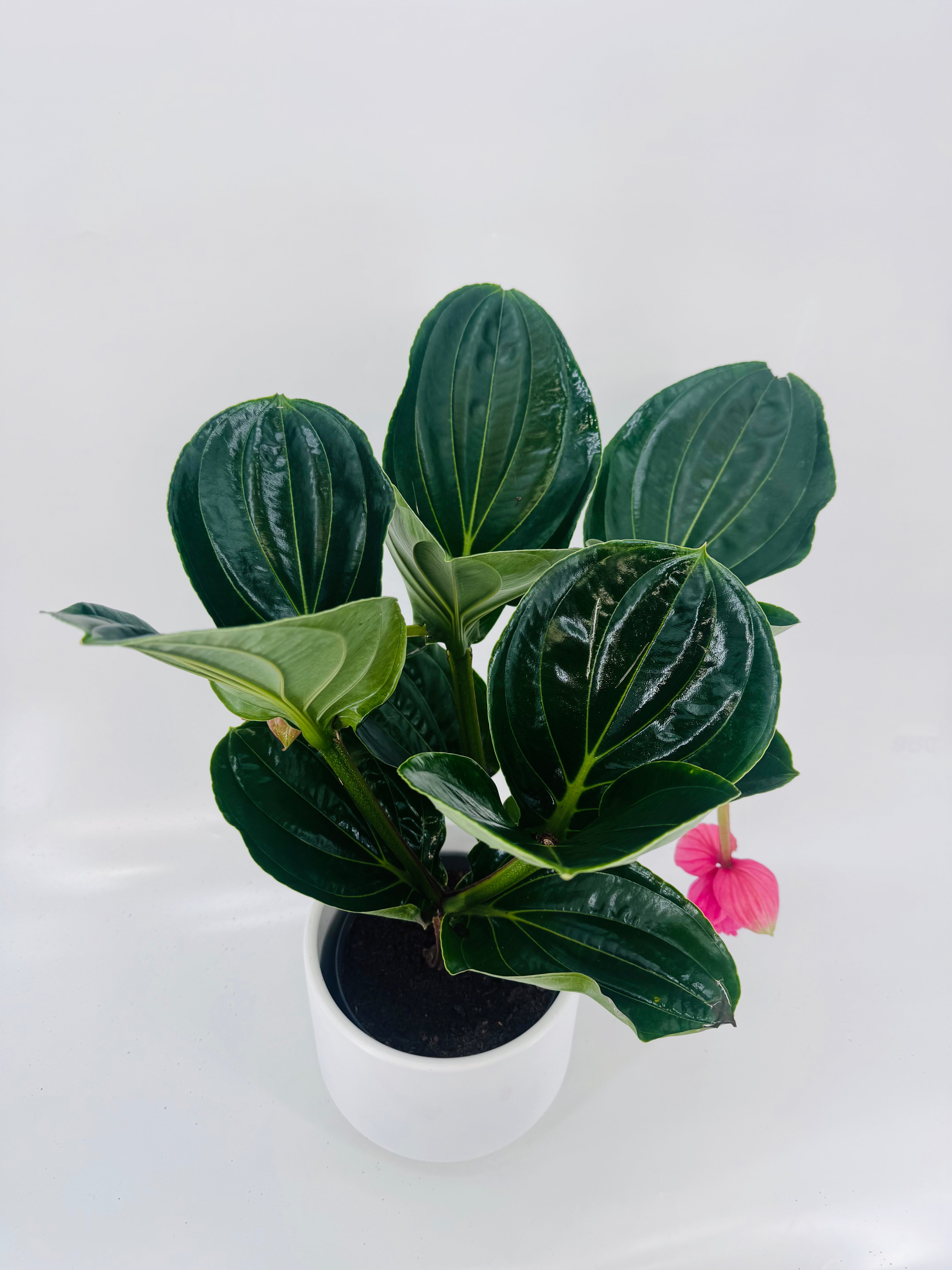 MEDINILLA MAGNIFICA FLAMENCO M 17