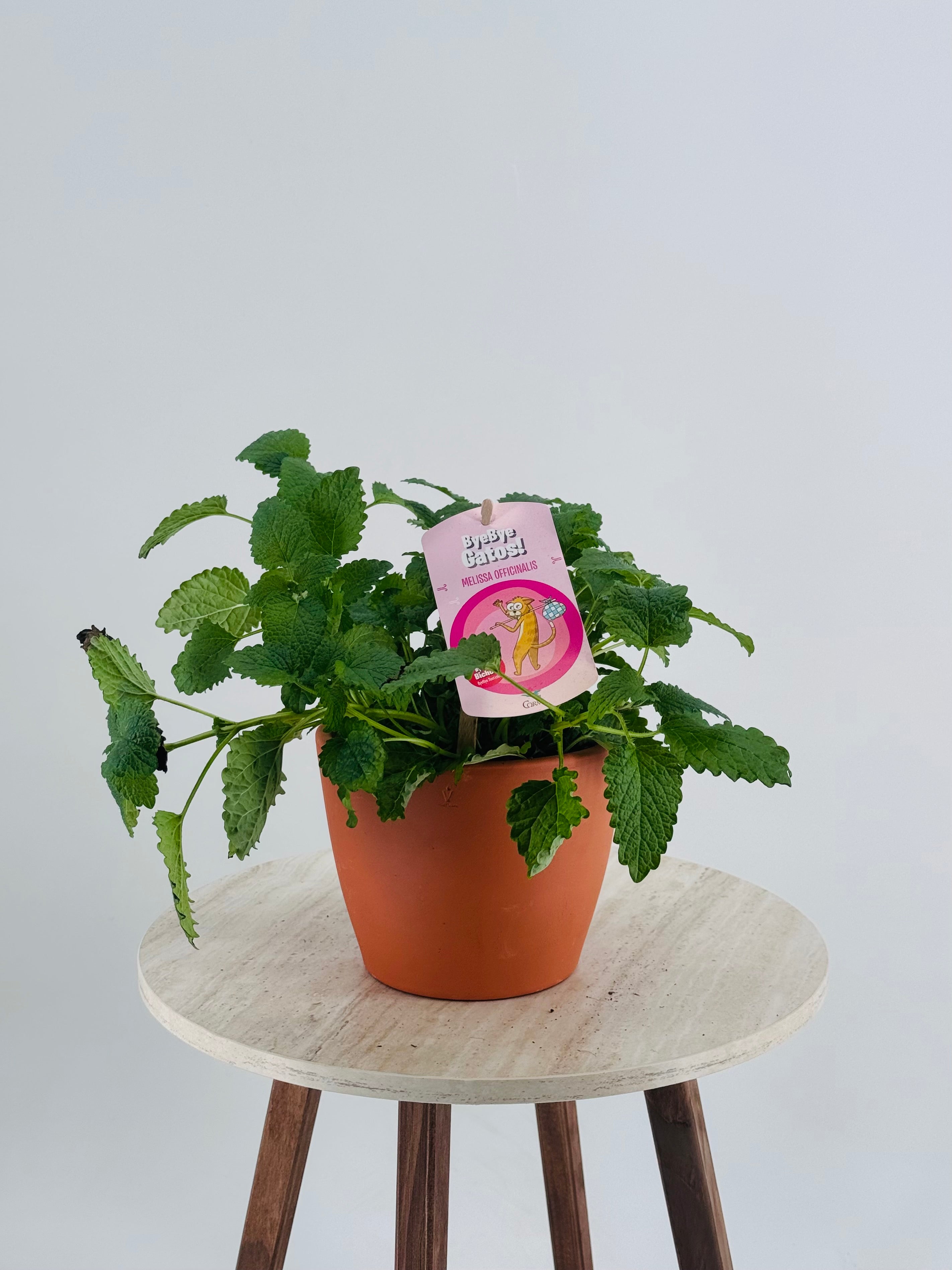 MELISSA OFFICINALIS BYE GATOS M13