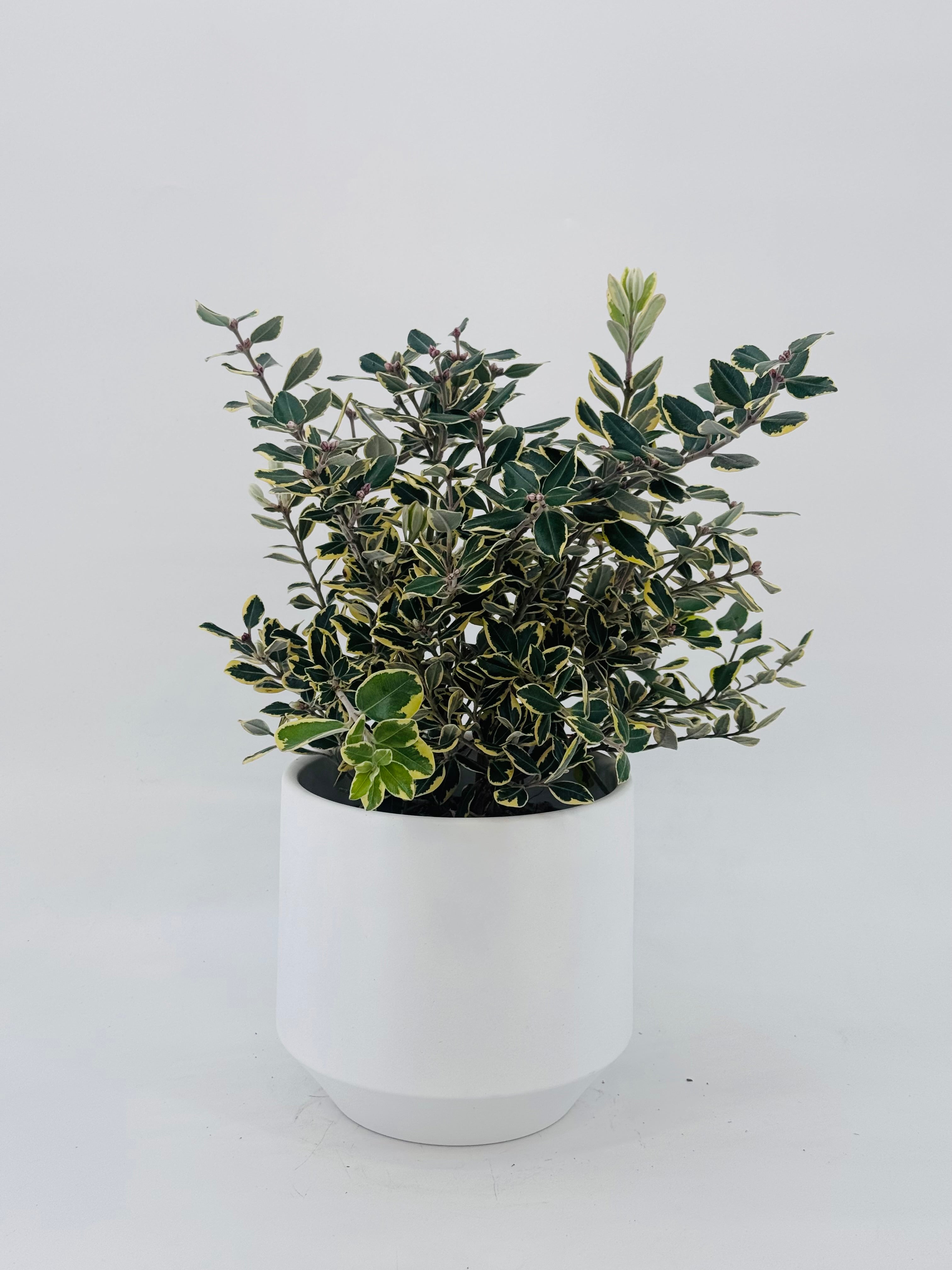 METROSIDEROS EXCELSA AUREA 2L