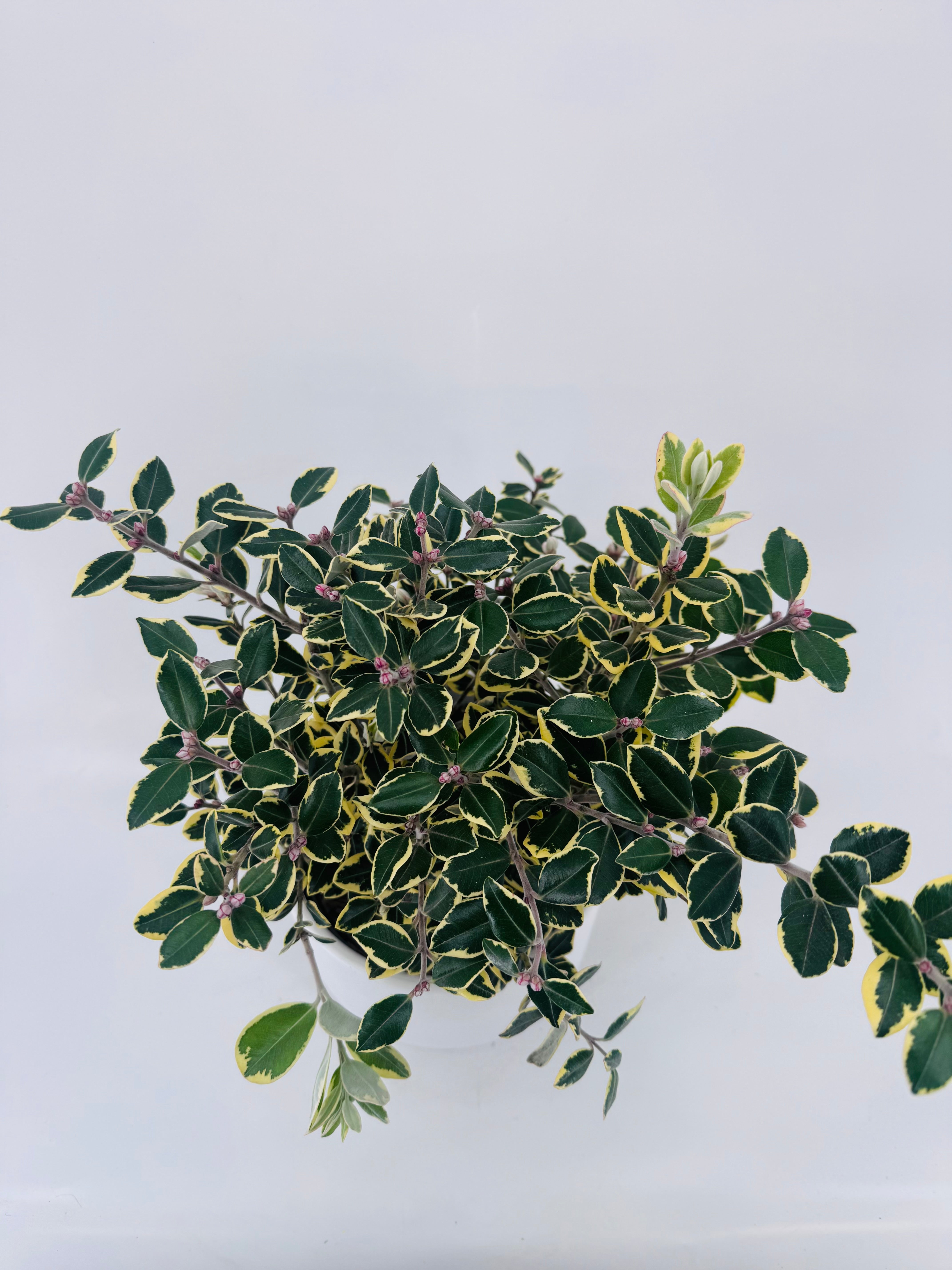 METROSIDEROS EXCELSA AUREA 2L