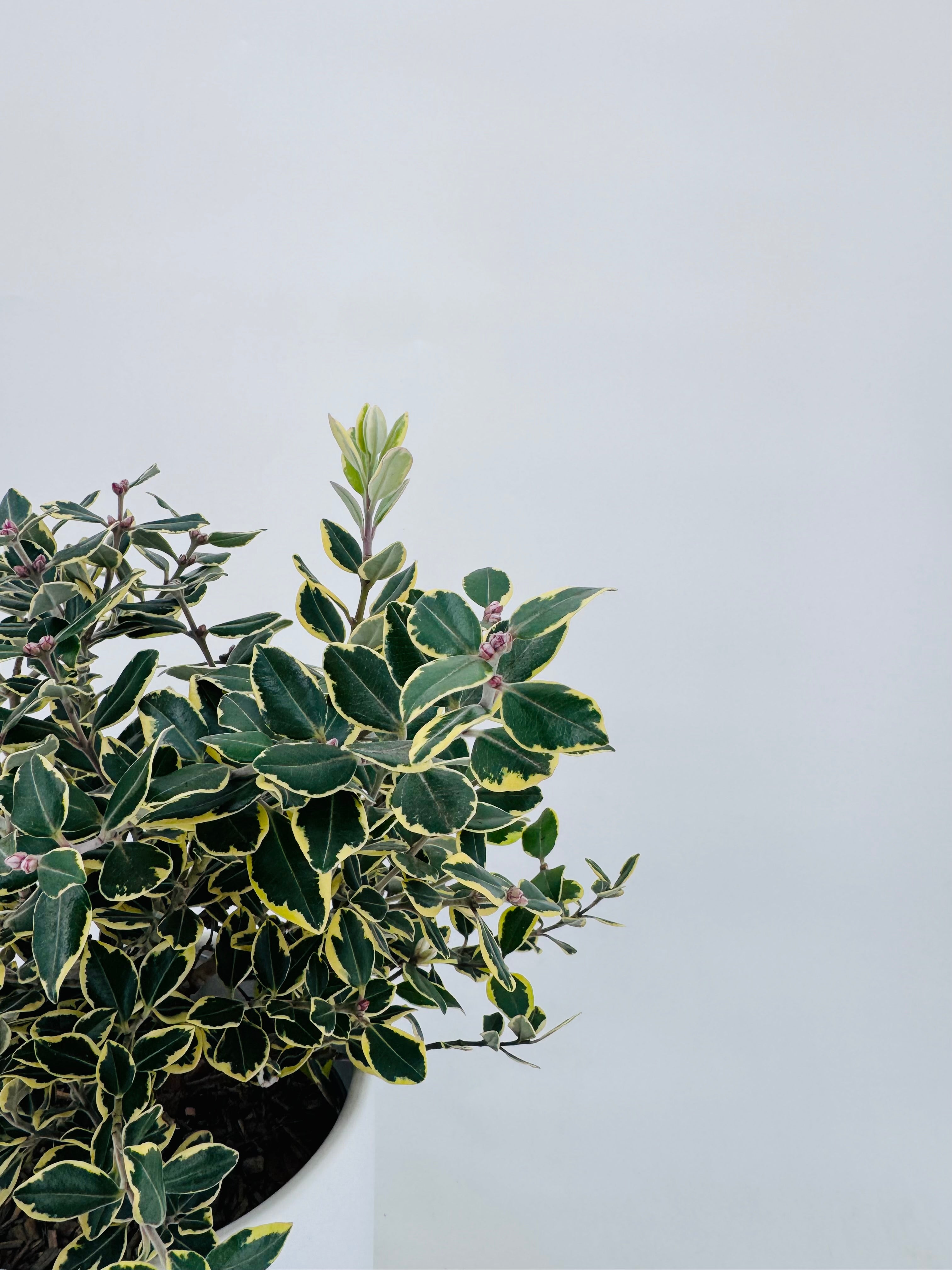 METROSIDEROS EXCELSA AUREA 2L