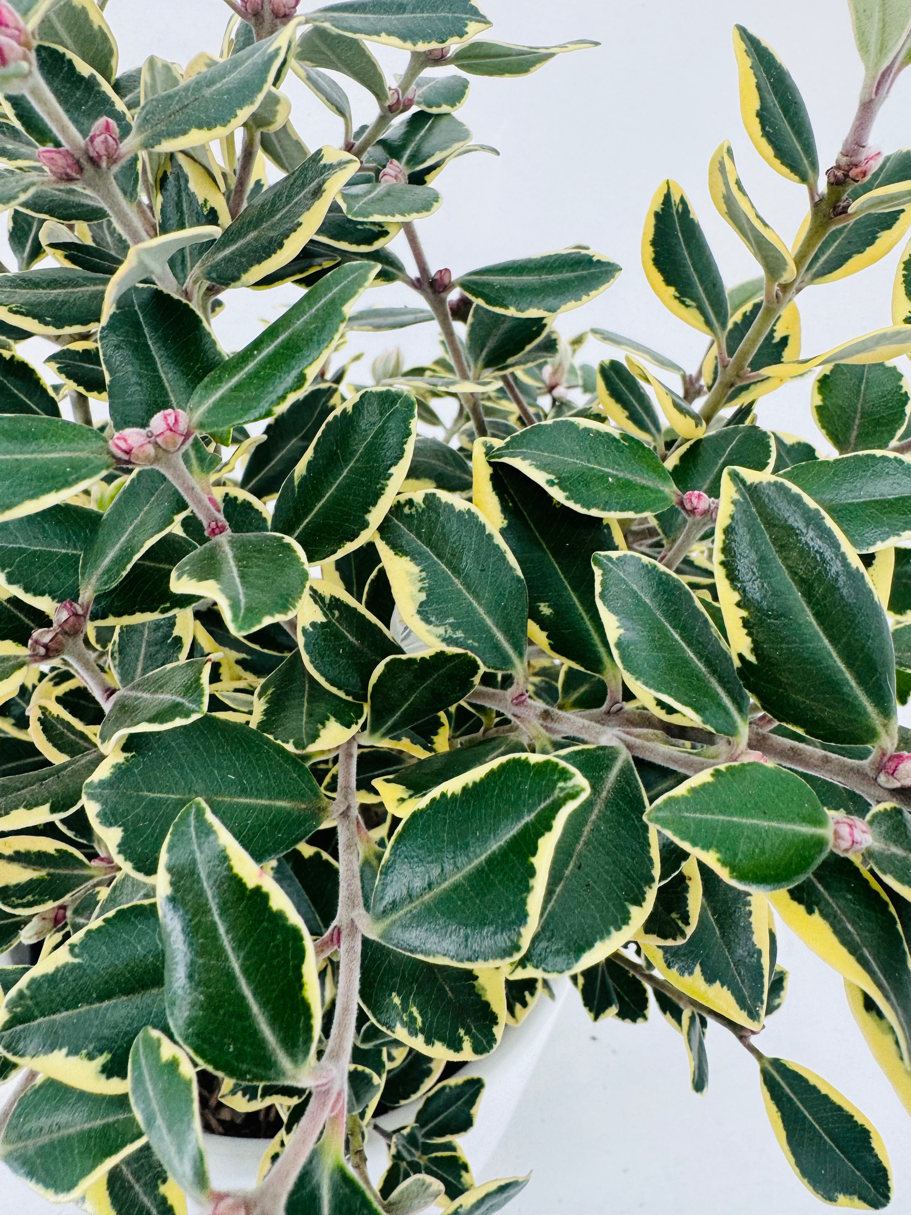 METROSIDEROS EXCELSA AUREA 2L