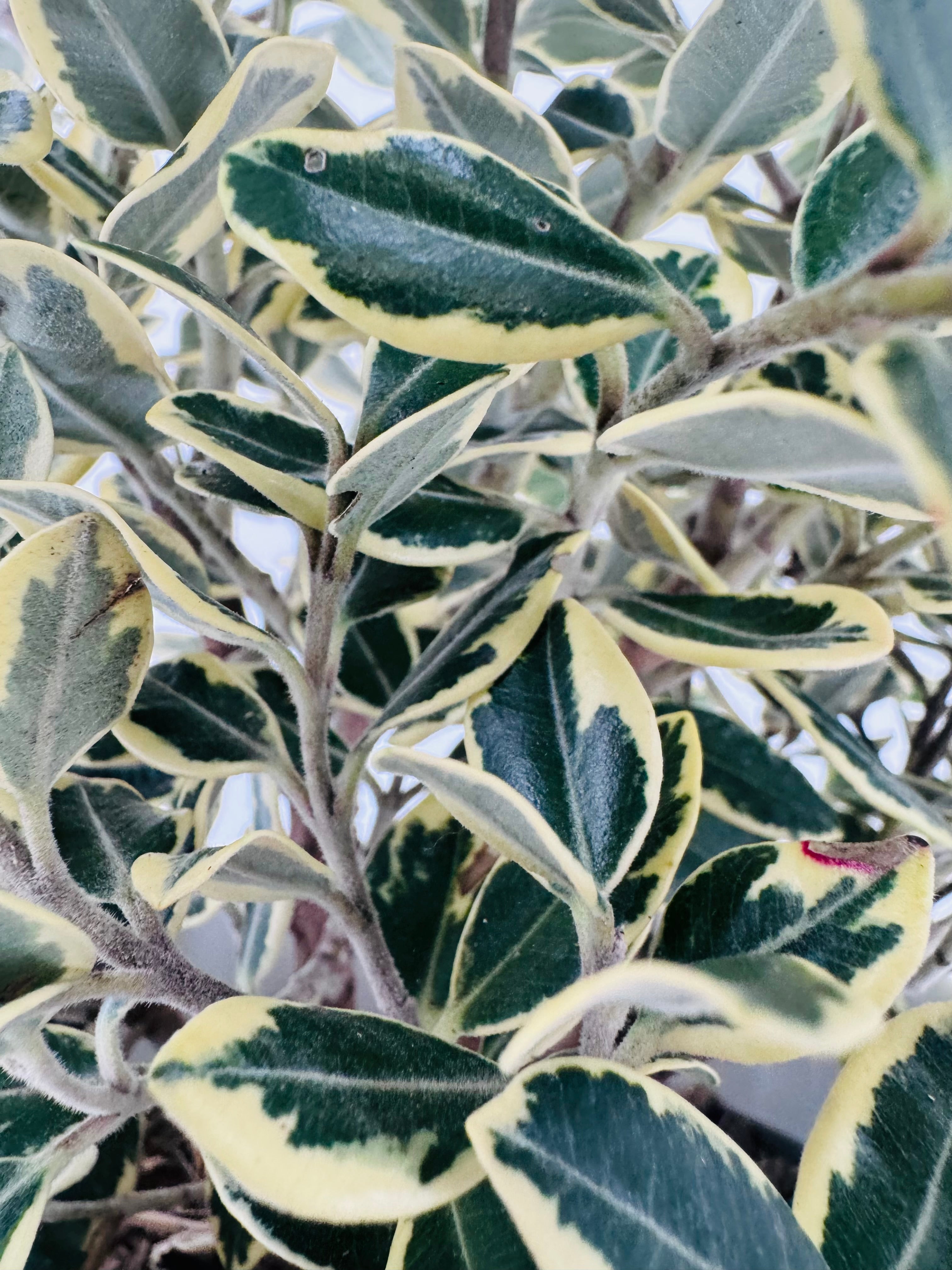 METROSIDEROS EXCELSA AUREA 2L