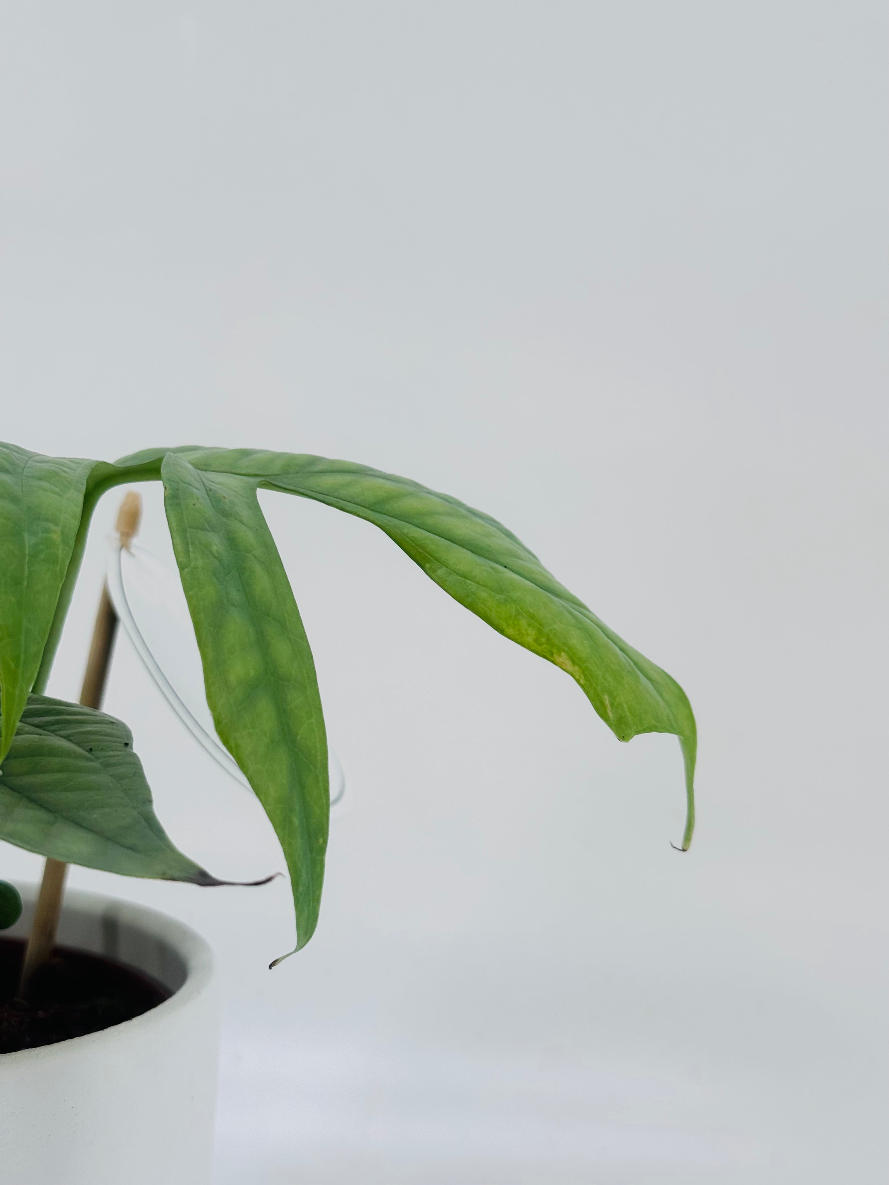 MONSTERA AMYDRIUM MEDIOUM SILVER M12