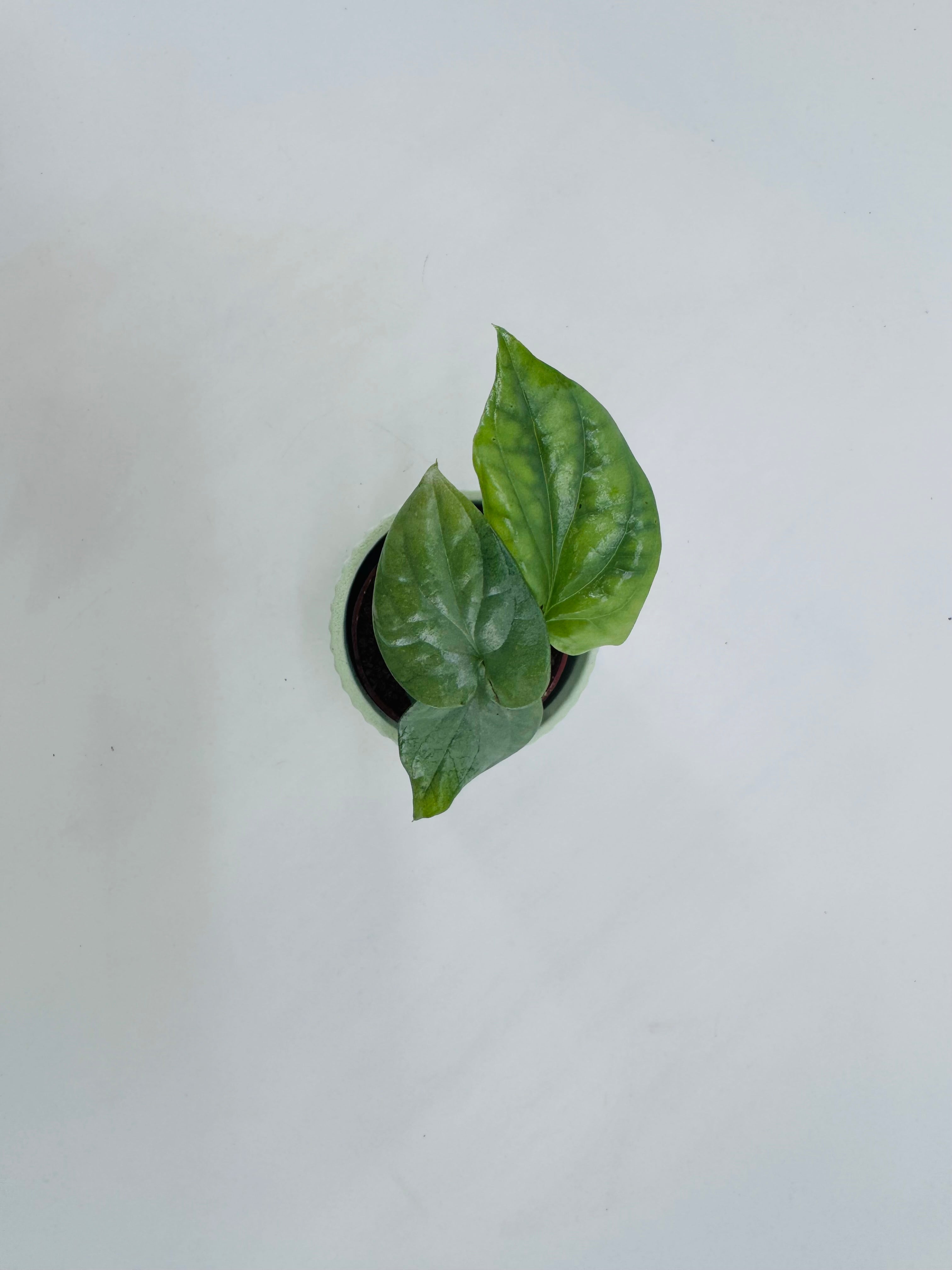 MONSTERA AMYDRIUM MEDIUM SILVER M6