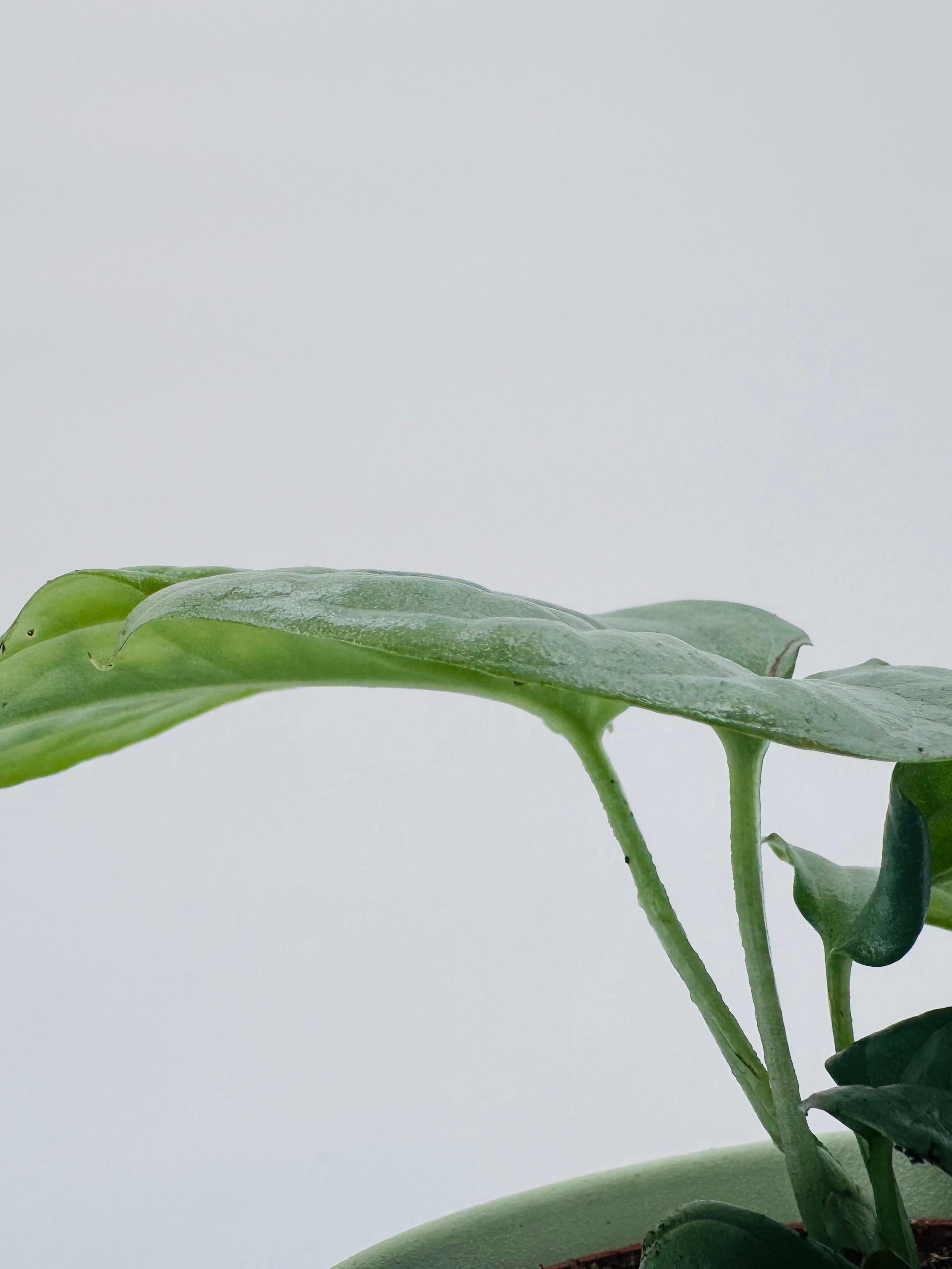 MONSTERA AMYDRIUM MEDIUM SILVER M6