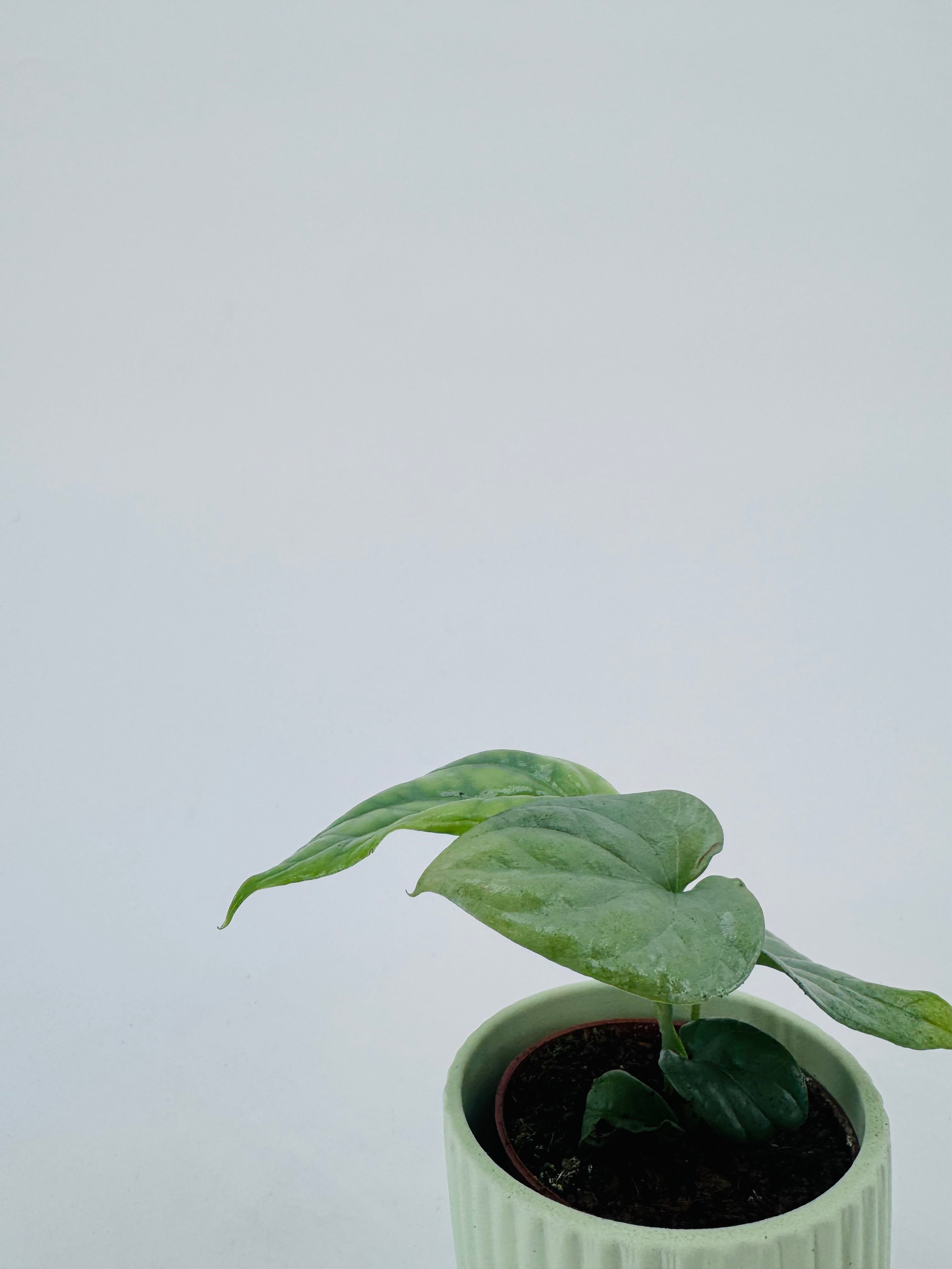 MONSTERA AMYDRIUM MEDIUM SILVER M6