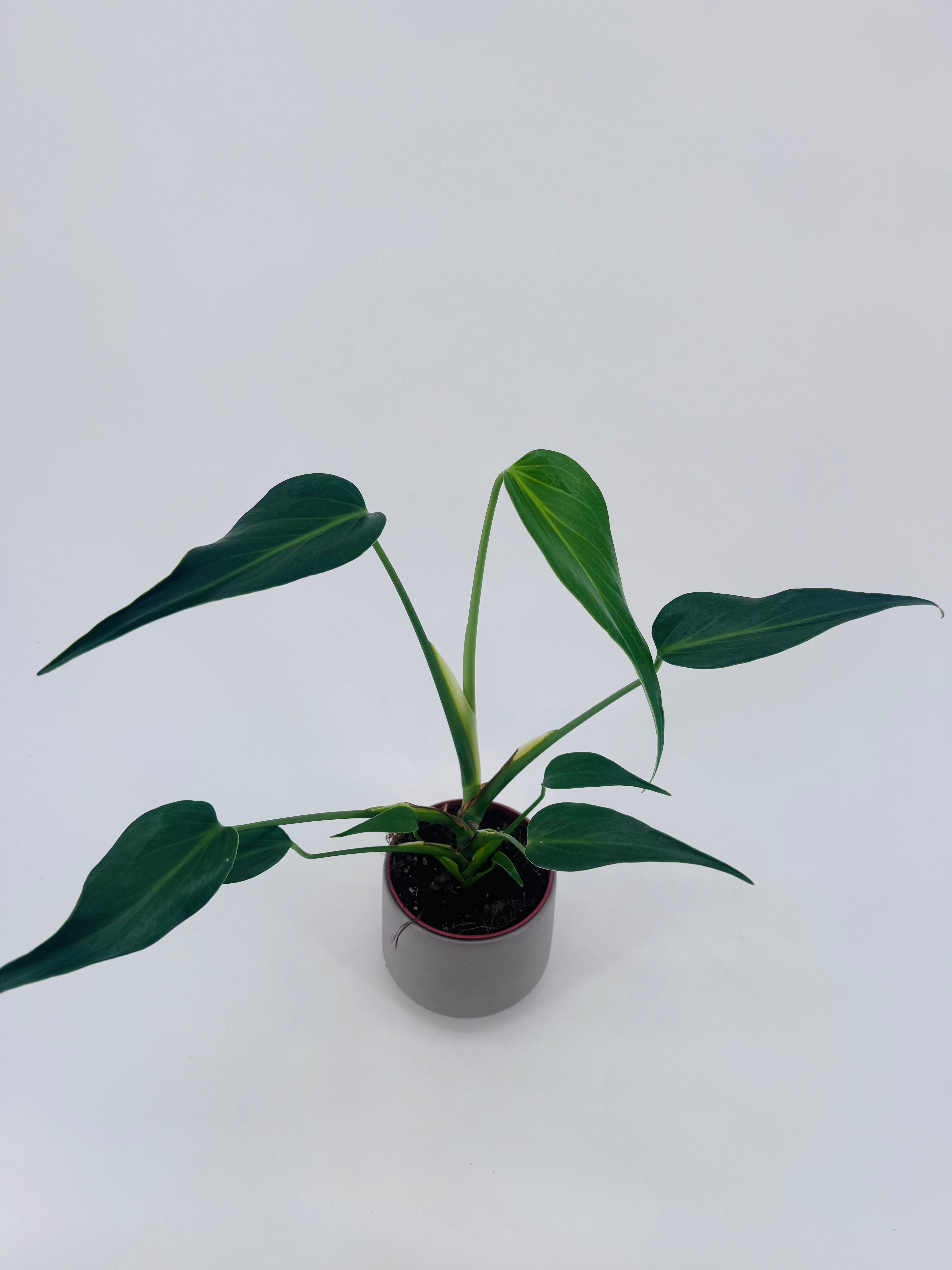 MONSTERA BURLE MARX FLAME M10,5
