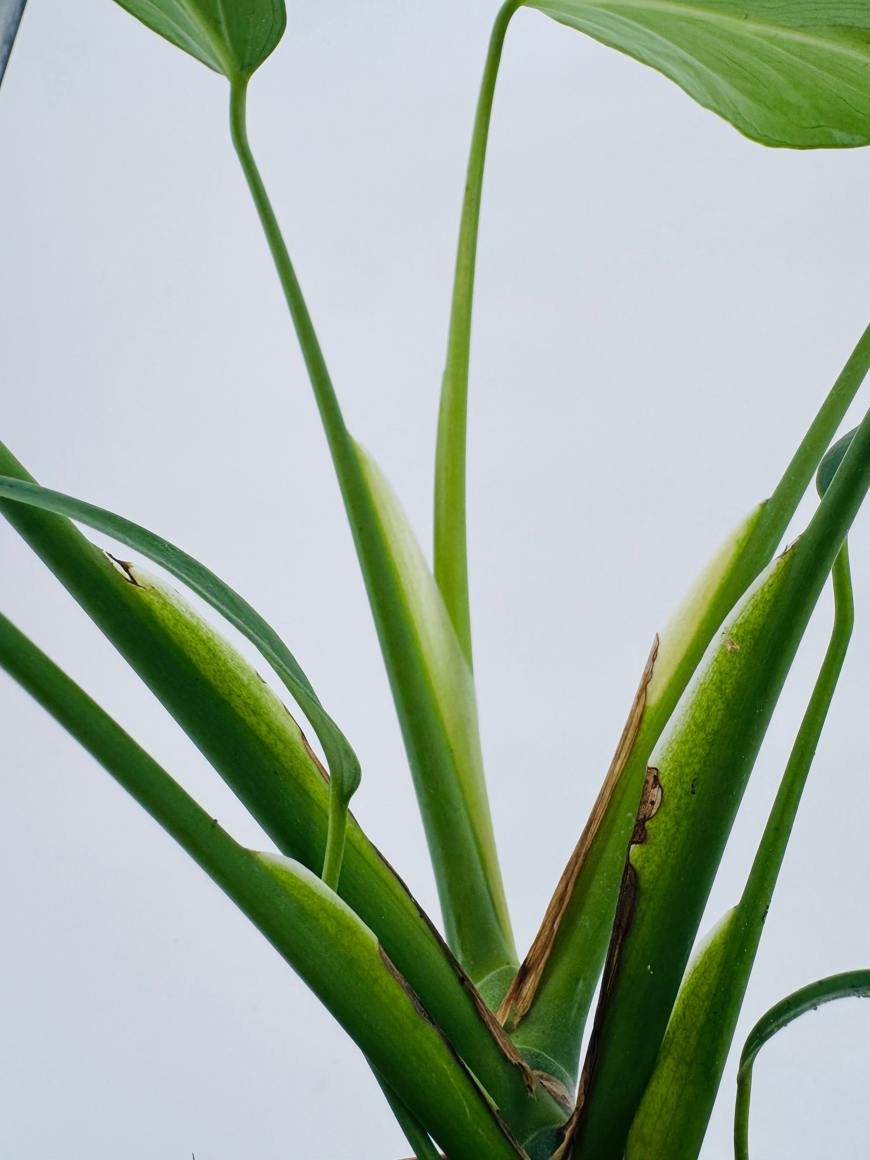 MONSTERA BURLE MARX FLAME M10,5