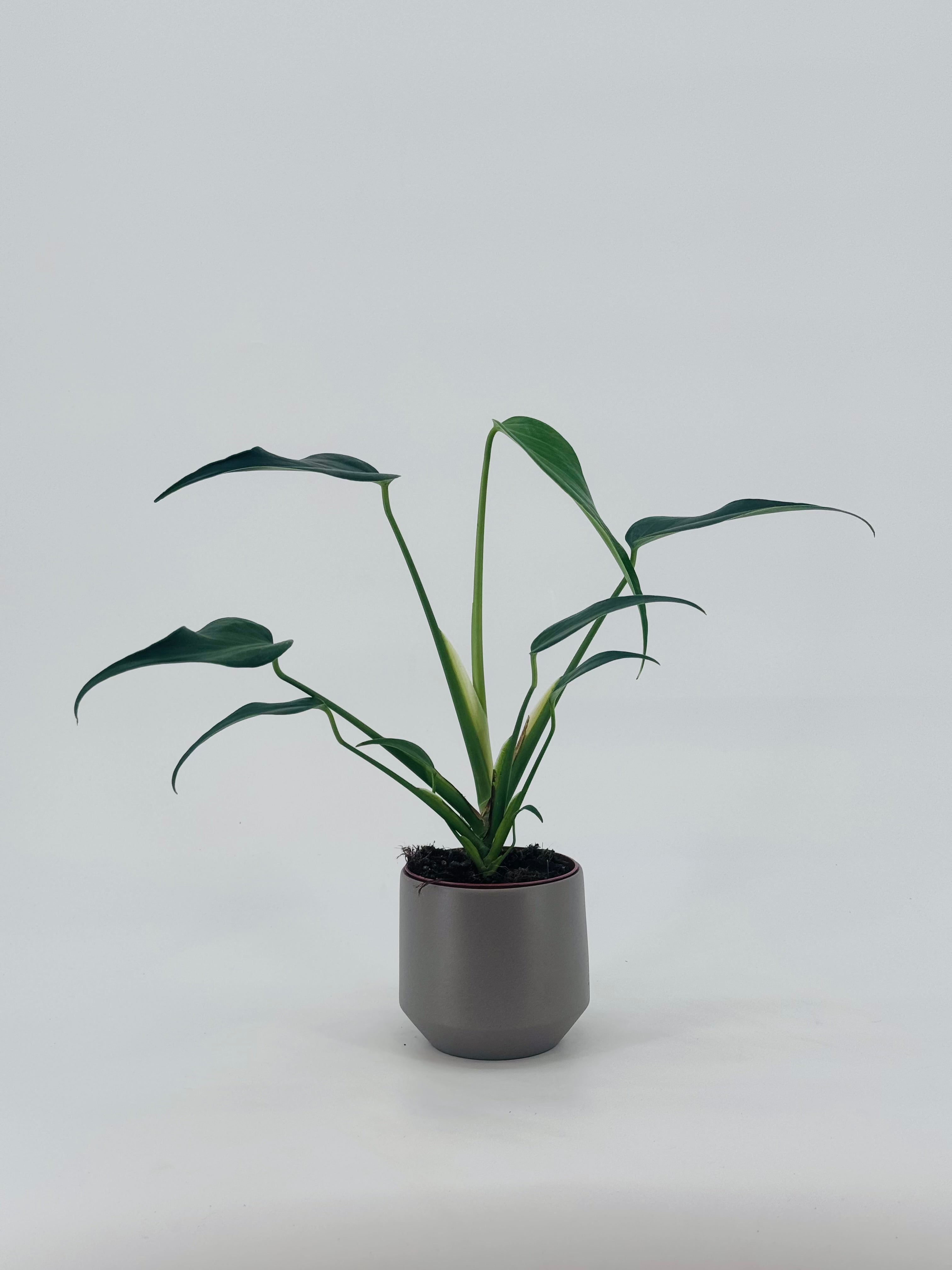 MONSTERA BURLE MARX FLAME M10,5