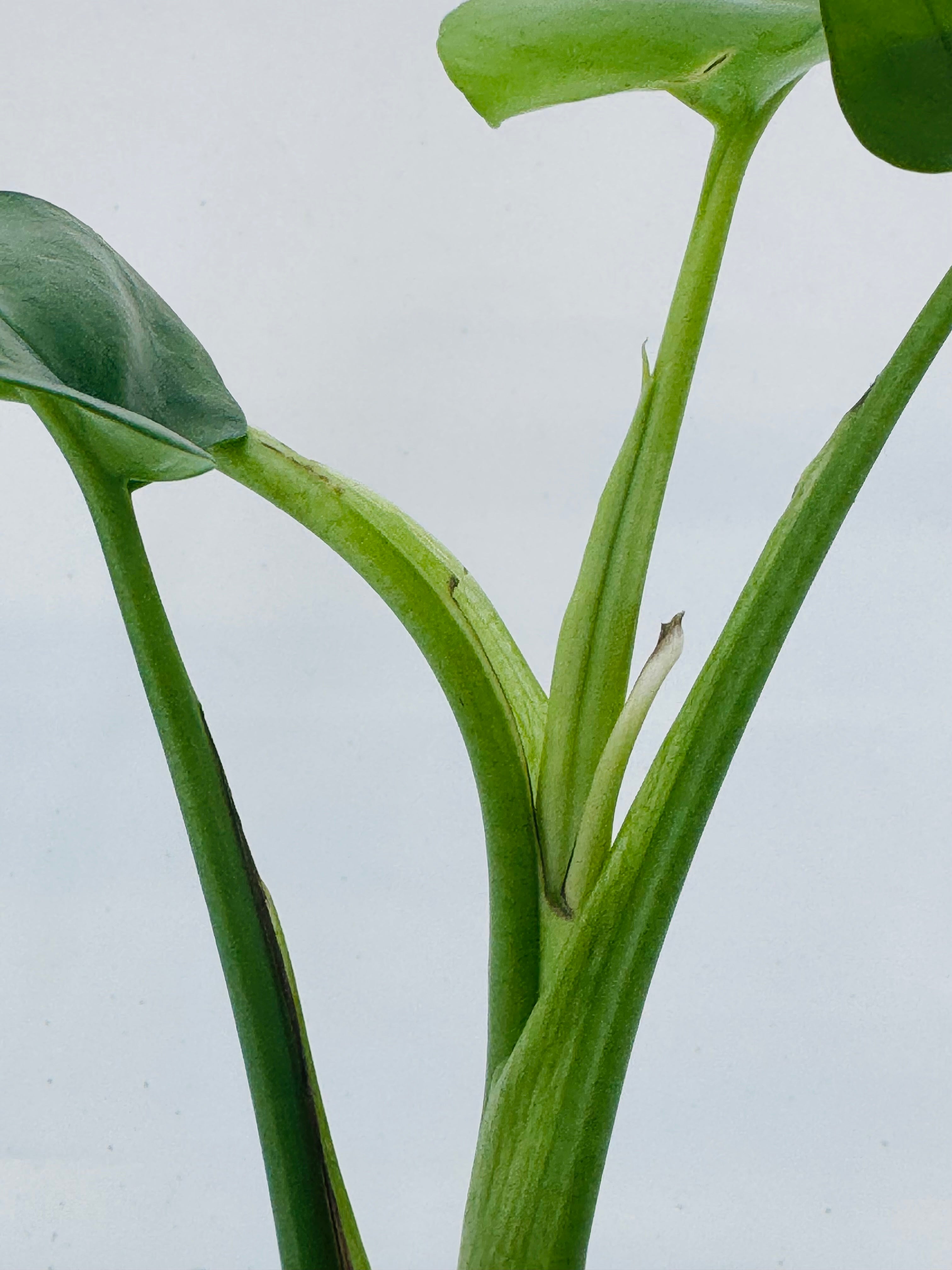 MONSTERA DELIC. MINIMA M12