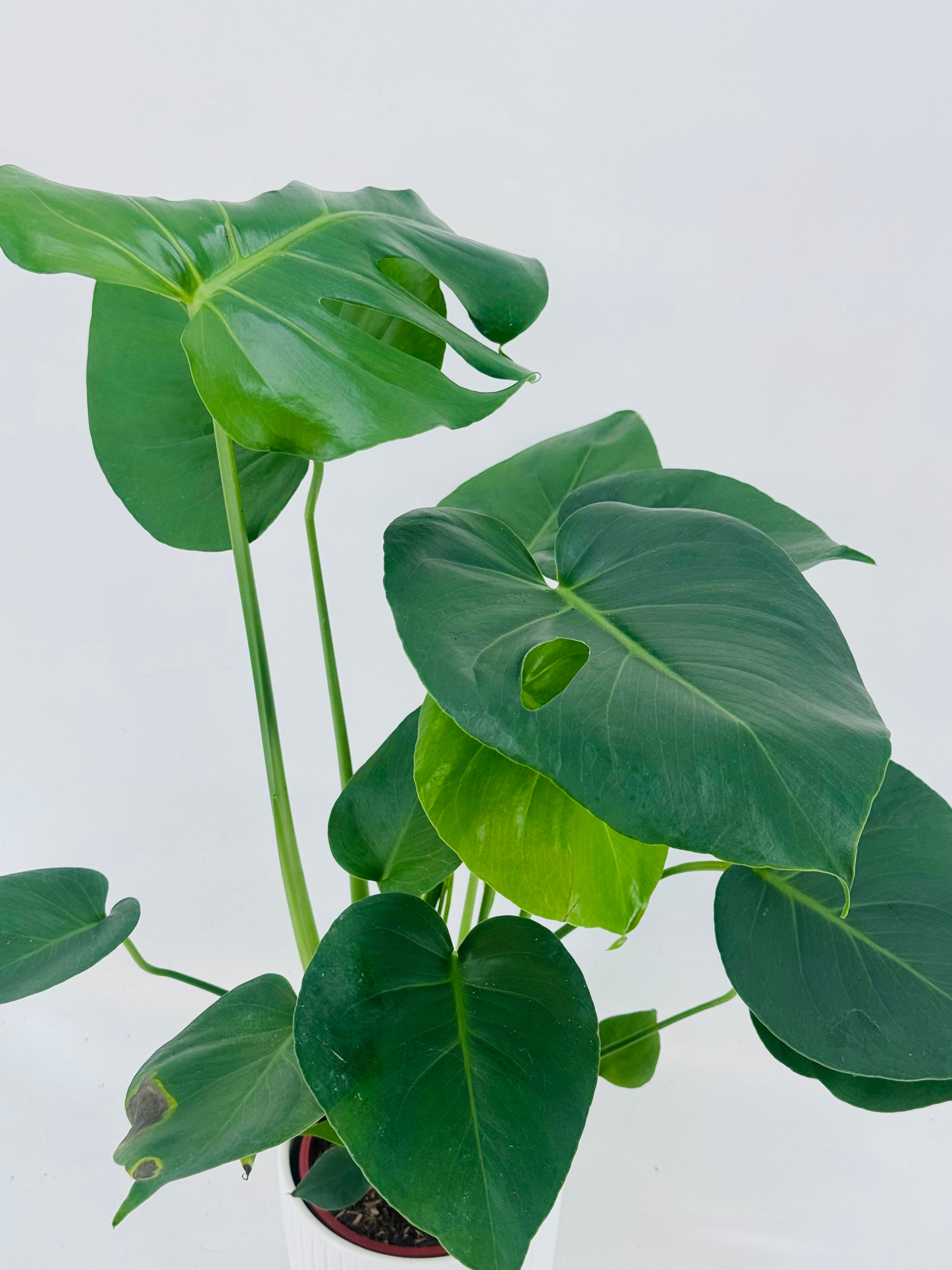 MONSTERA DELICIOSA