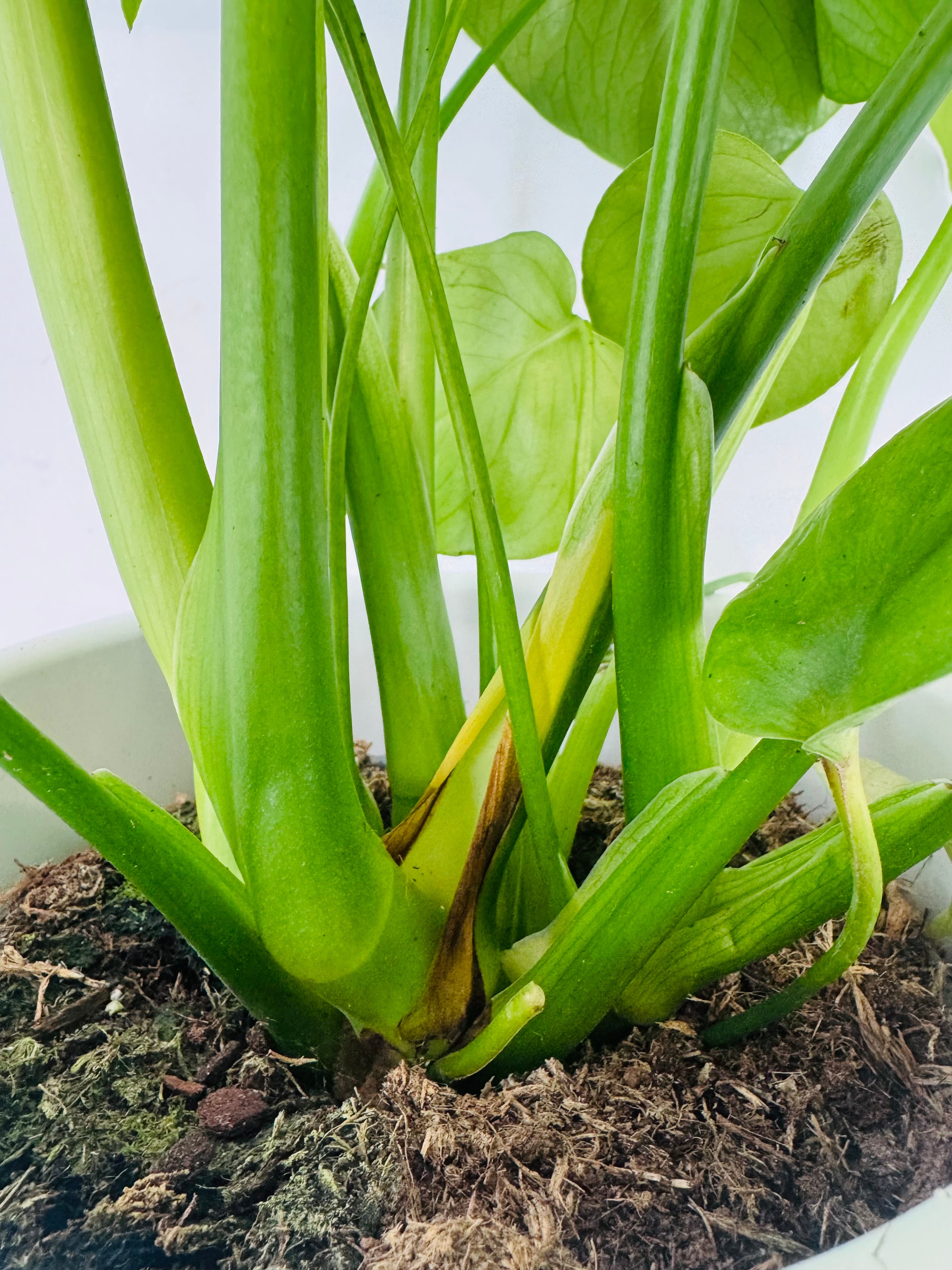 MONSTERA DELICIOSA C17