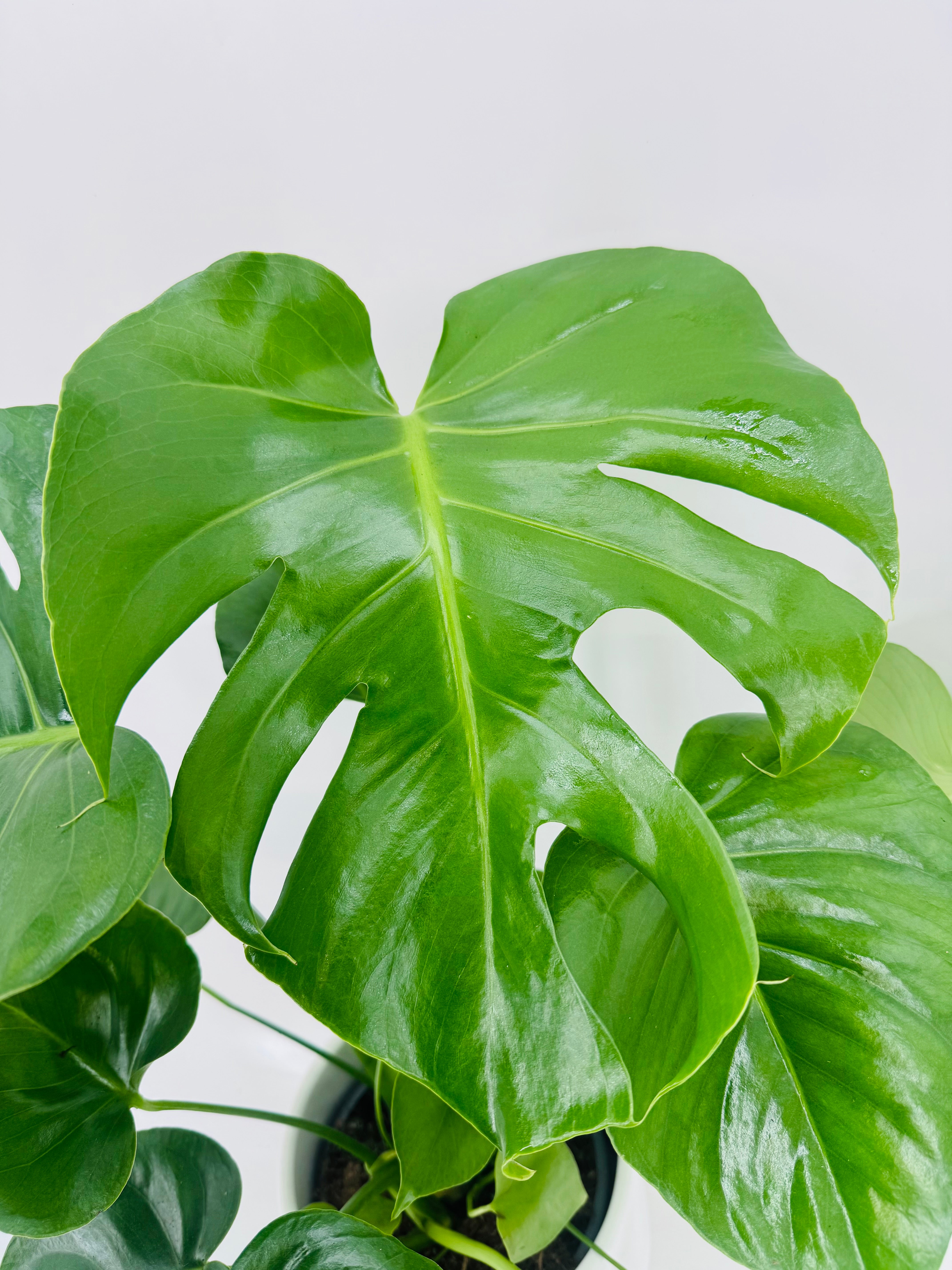 MONSTERA DELICIOSA C17
