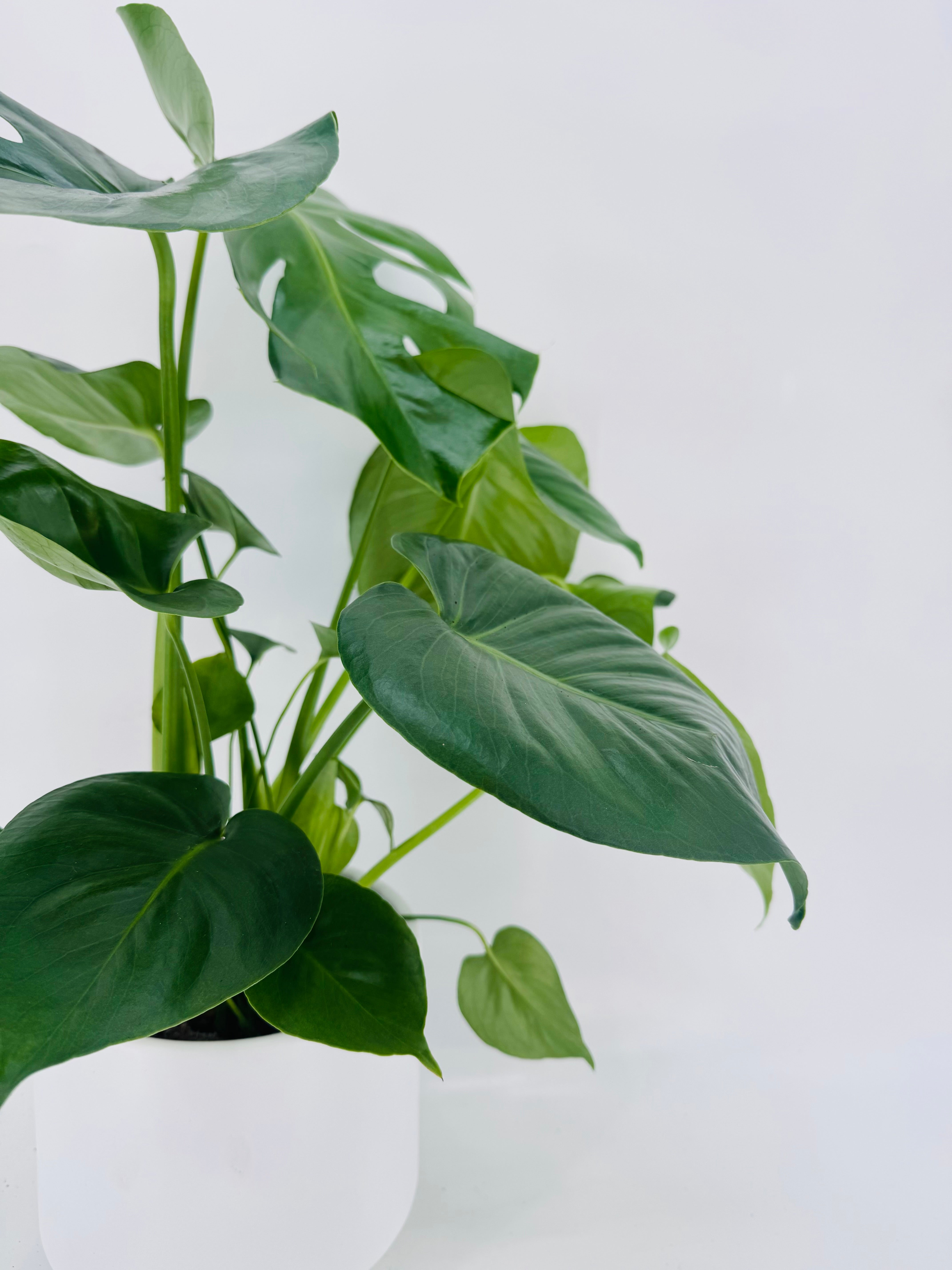 MONSTERA DELICIOSA C17