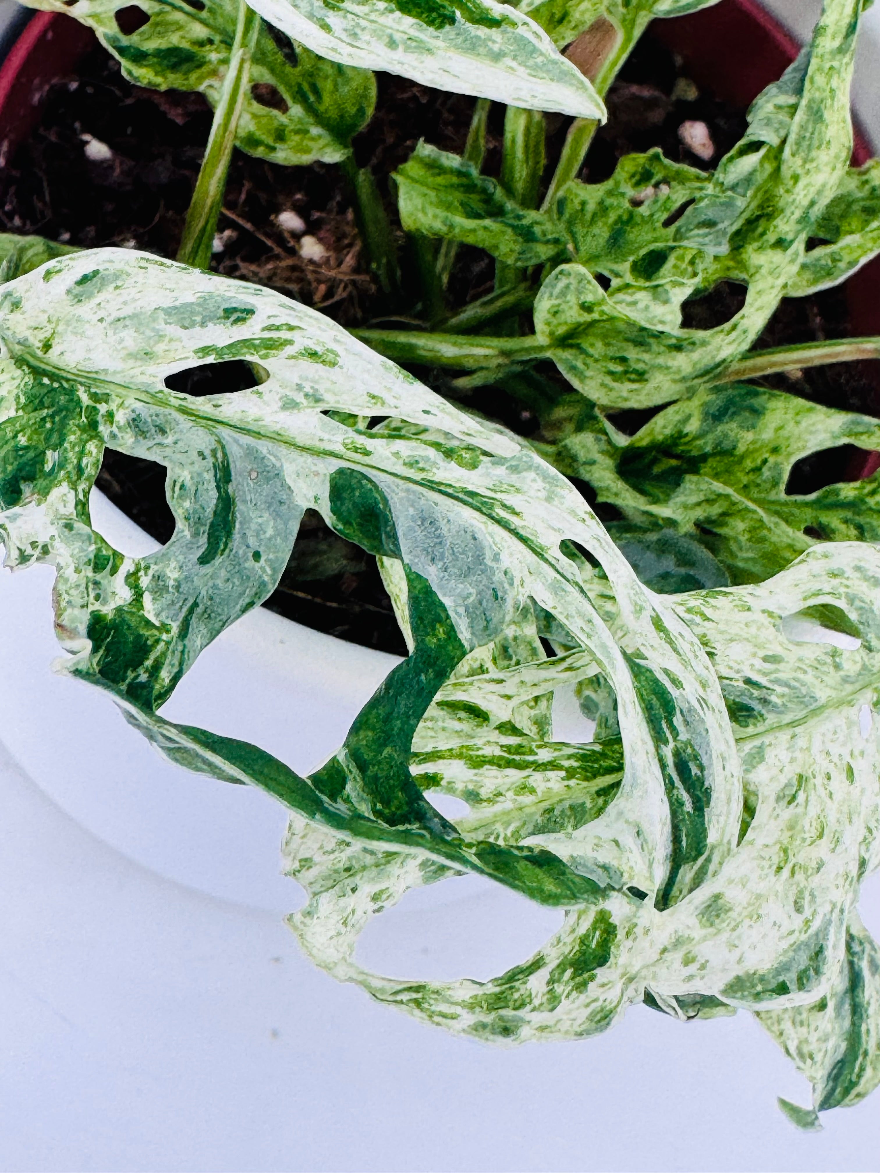 MONSTERA FROZEN FRECKLES M12