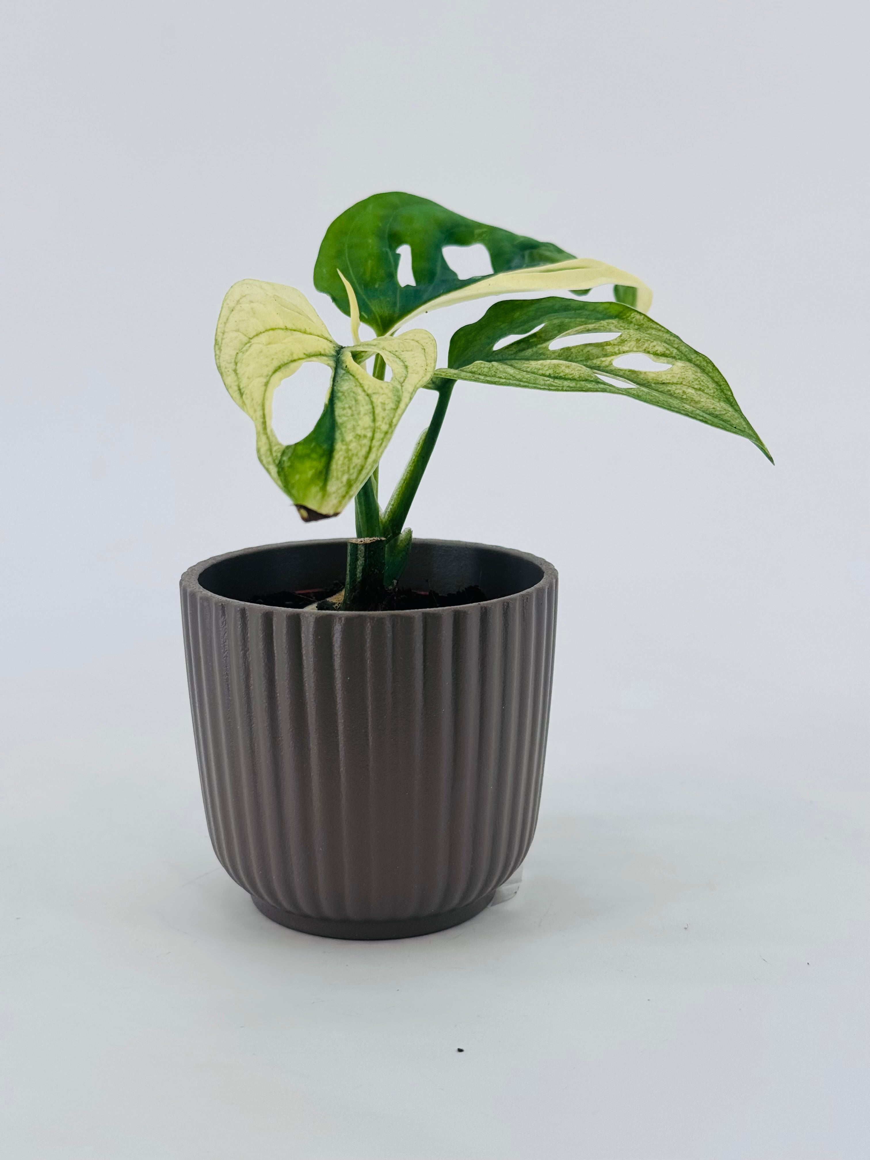 MONSTERA OVERING MIX M6