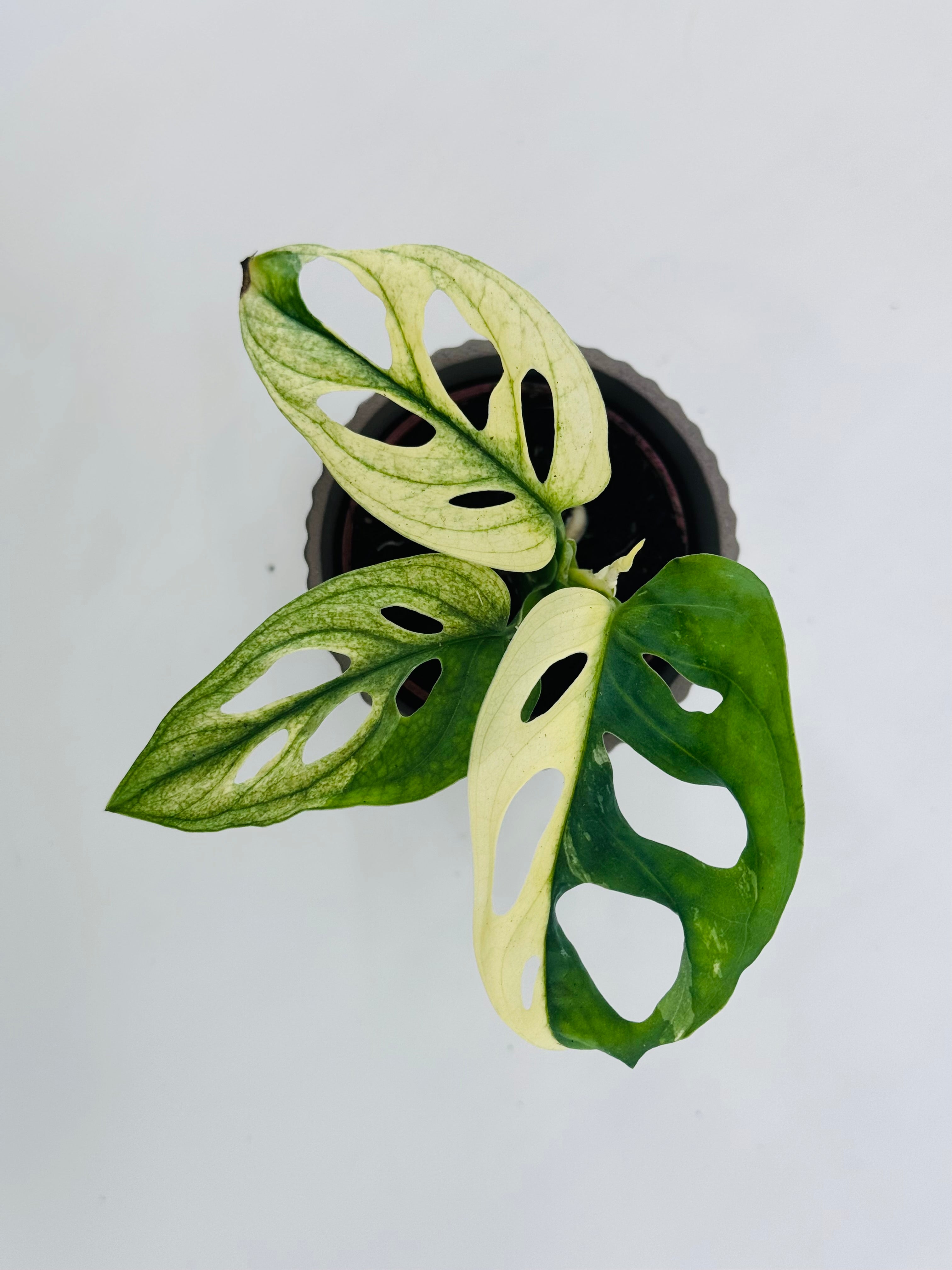 MONSTERA OVERING MIX M6