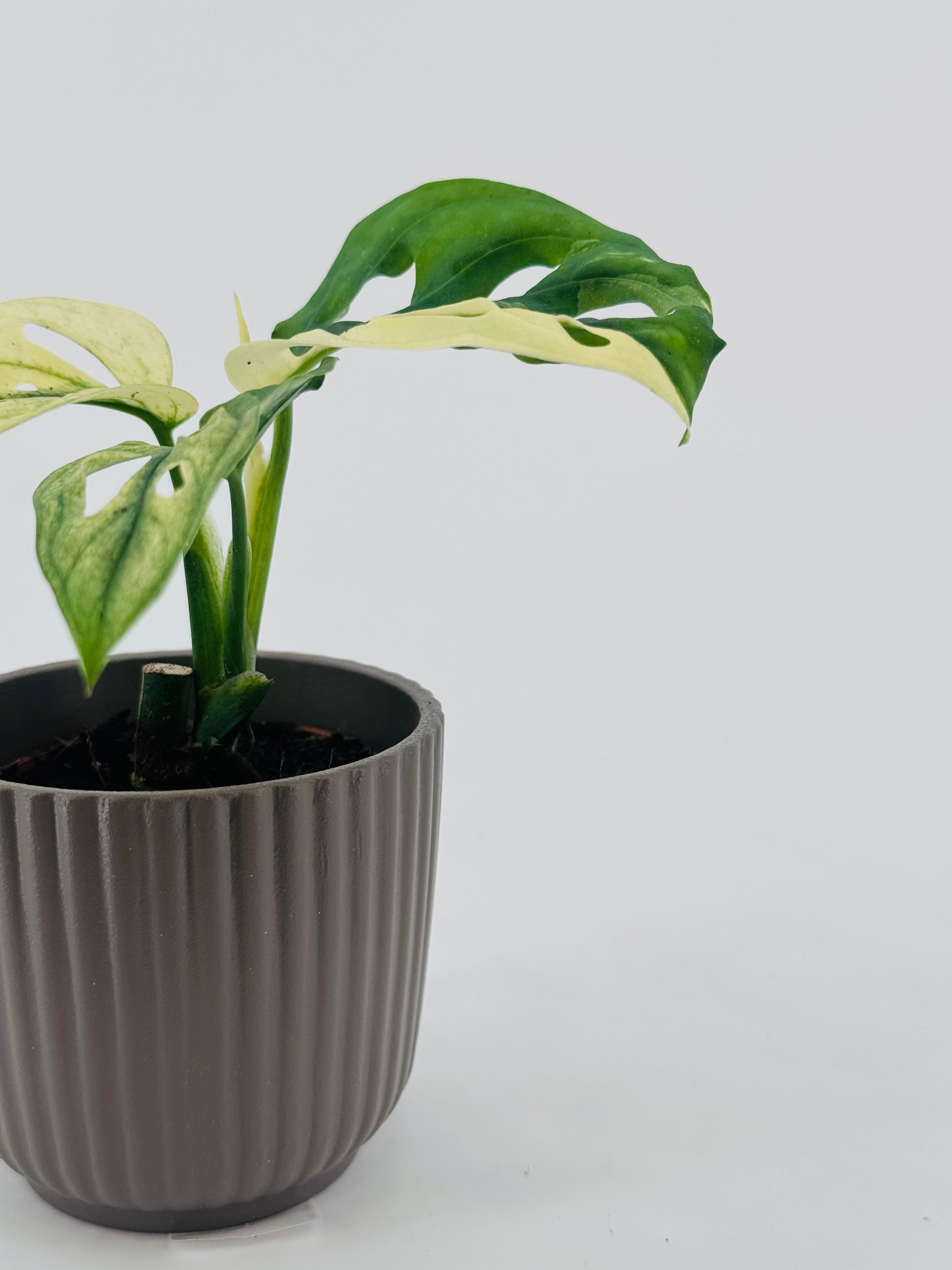 MONSTERA OVERING MIX M6