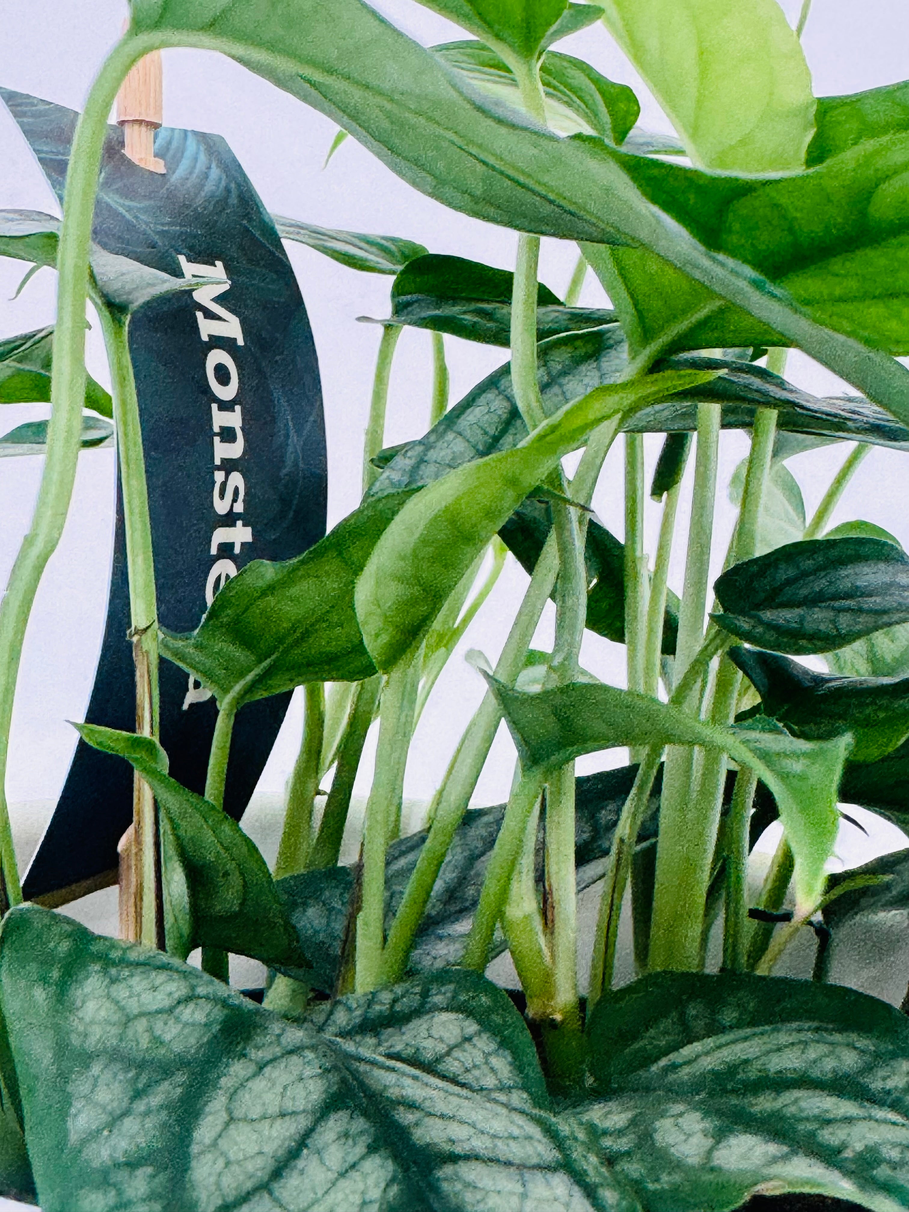 MONSTERA SILTEPECANA M12
