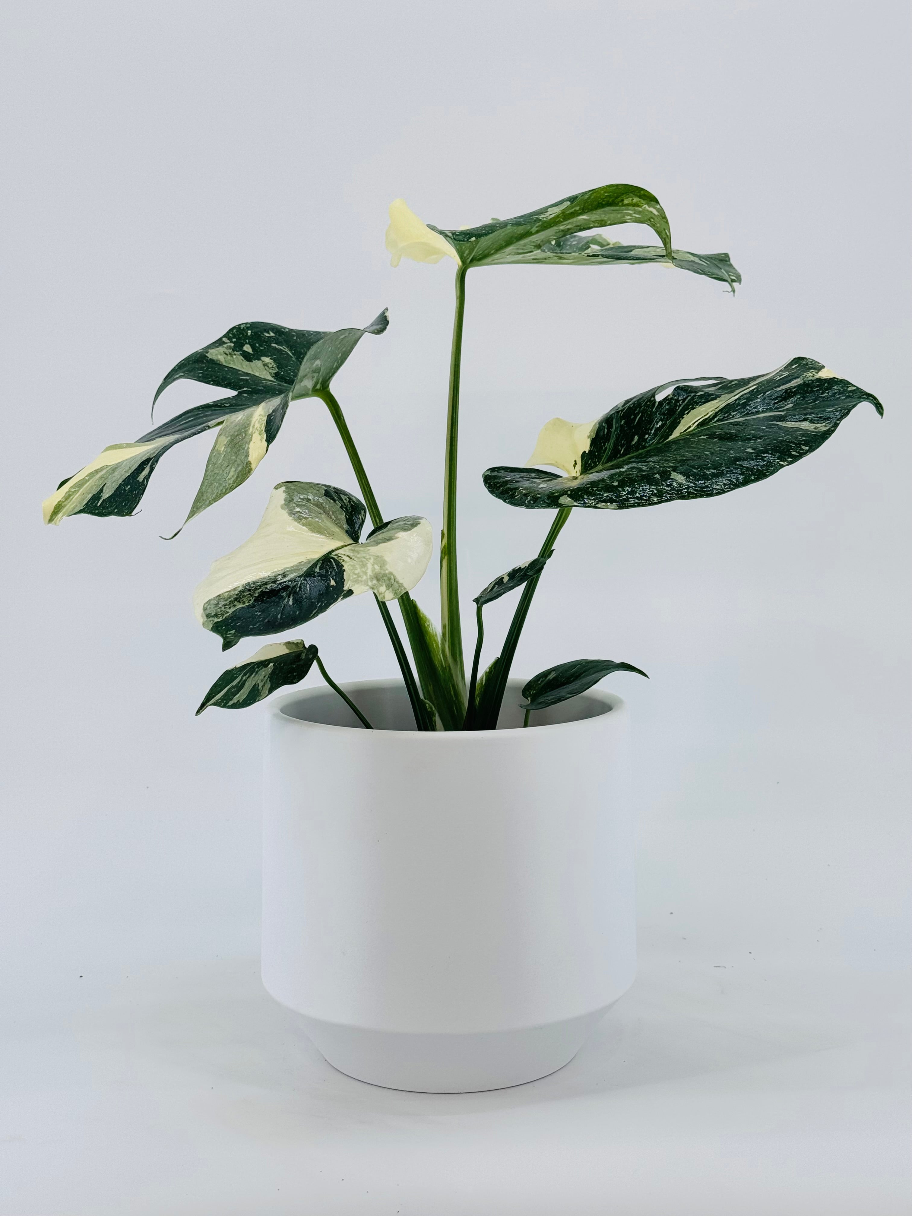 MONSTERA THAI CONSTELLATION M17