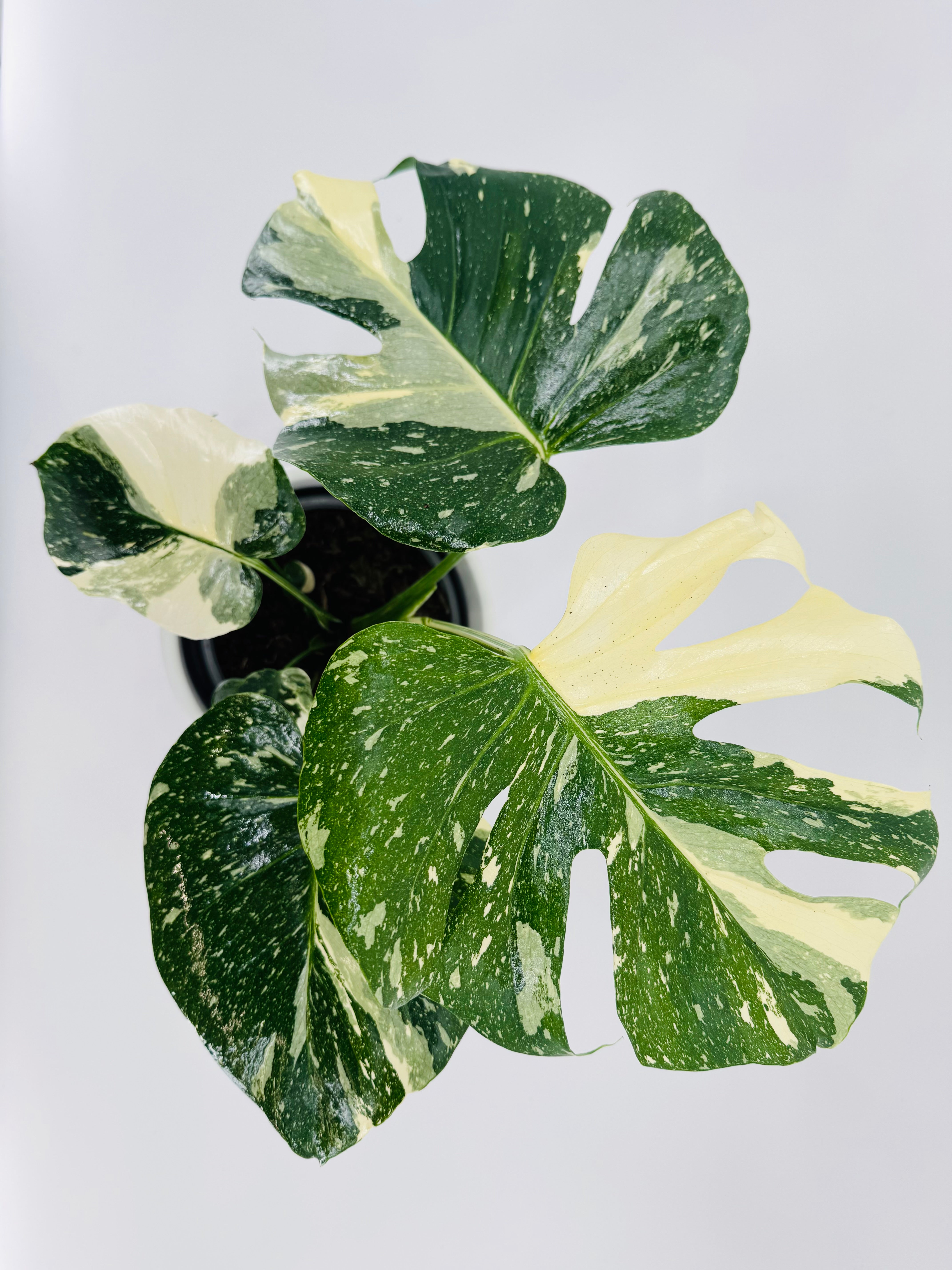 MONSTERA THAI CONSTELLATION M17