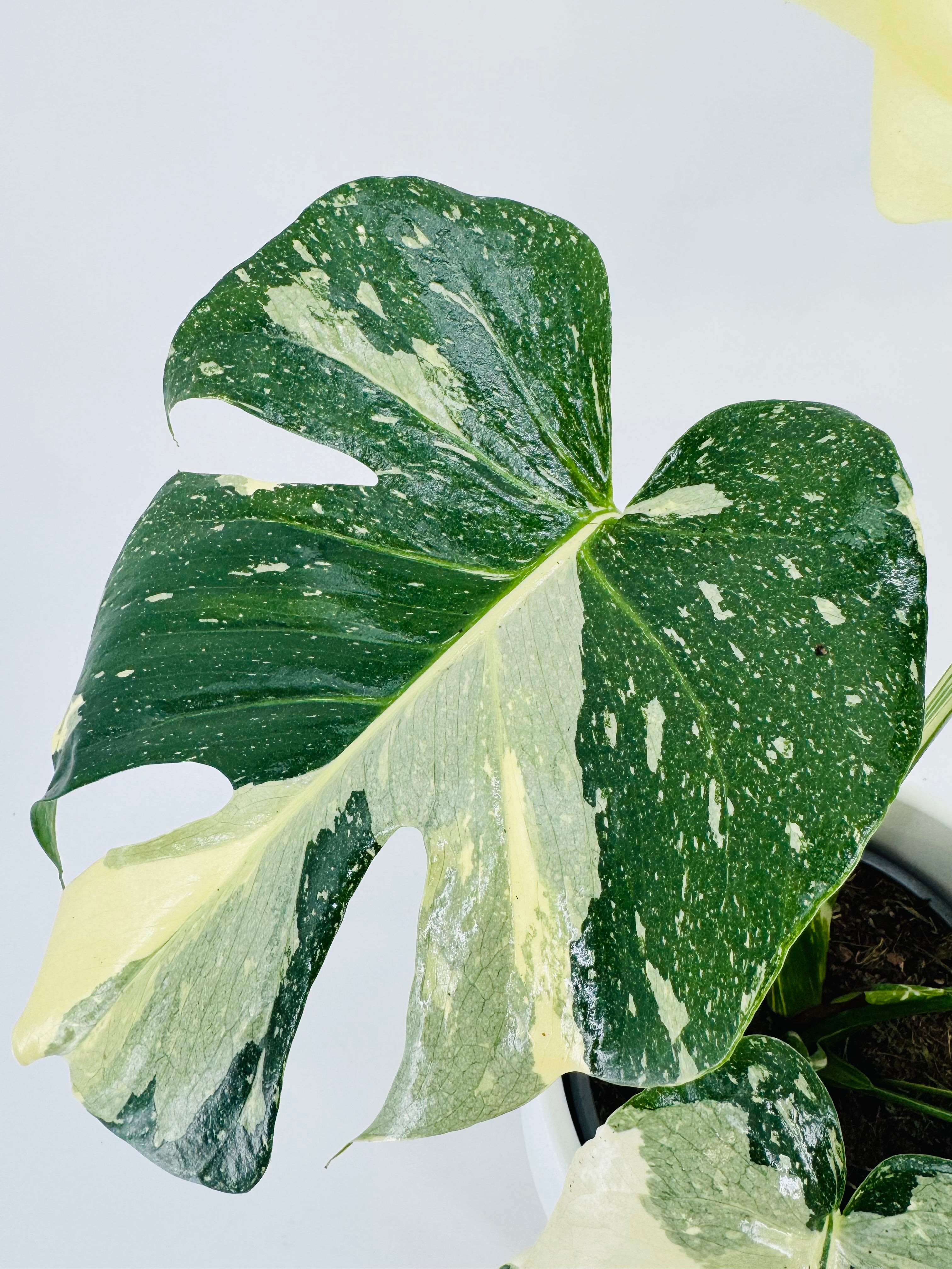 MONSTERA THAI CONSTELLATION M17