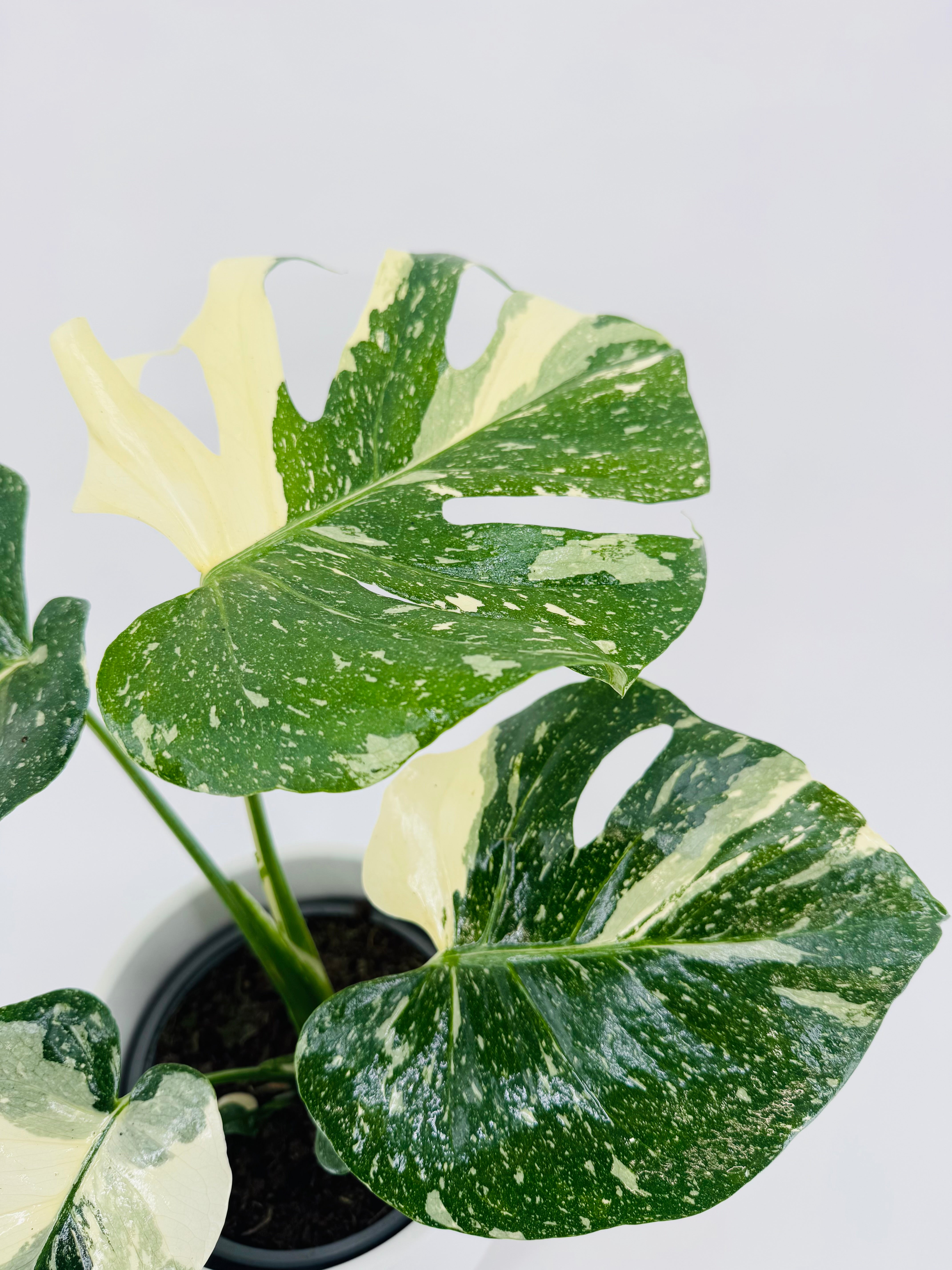 MONSTERA THAI CONSTELLATION M17