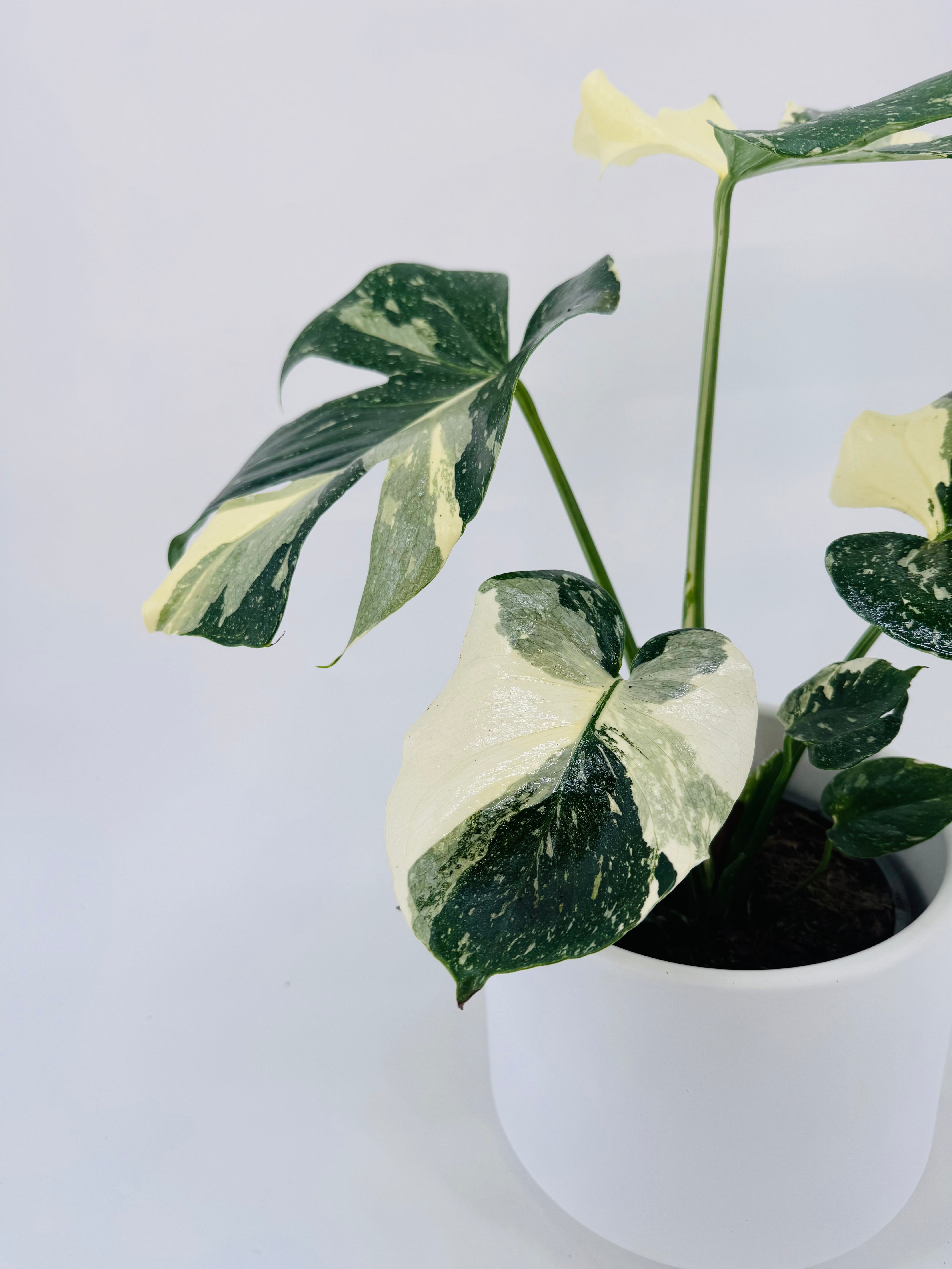 MONSTERA THAI CONSTELLATION M17