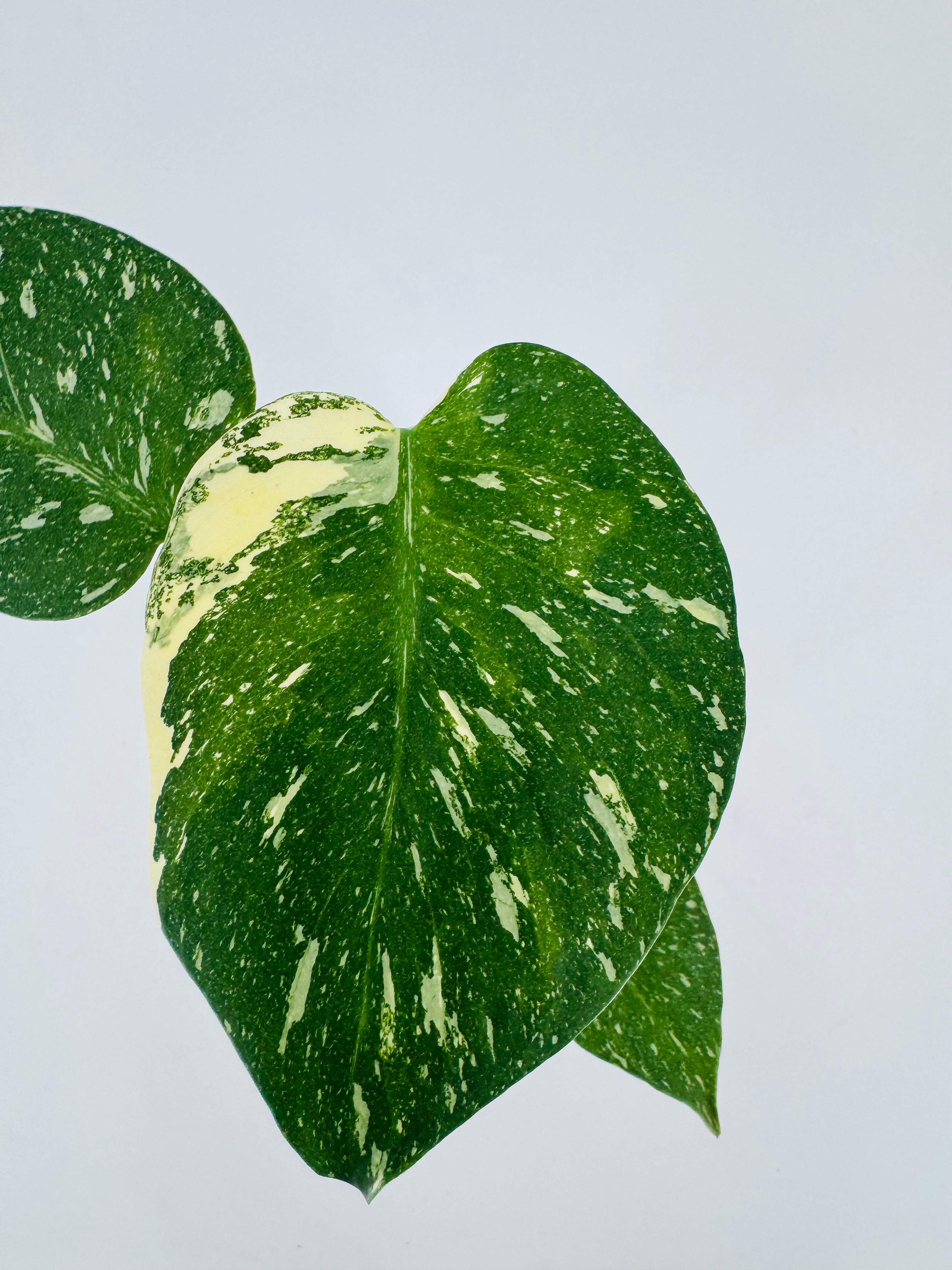 MONSTERA DEL THAI CONSTELLATION M10,5