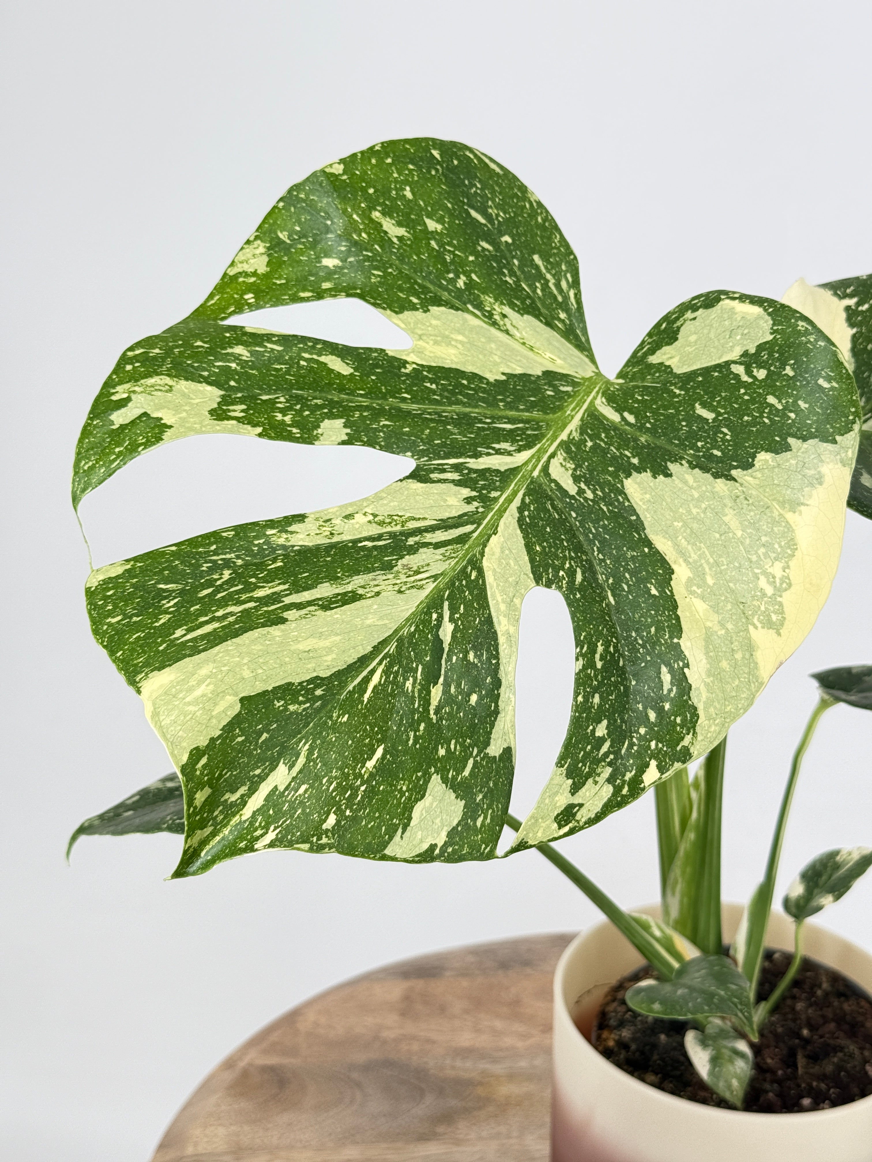 MONSTERA THAI CONSTELLATION M12