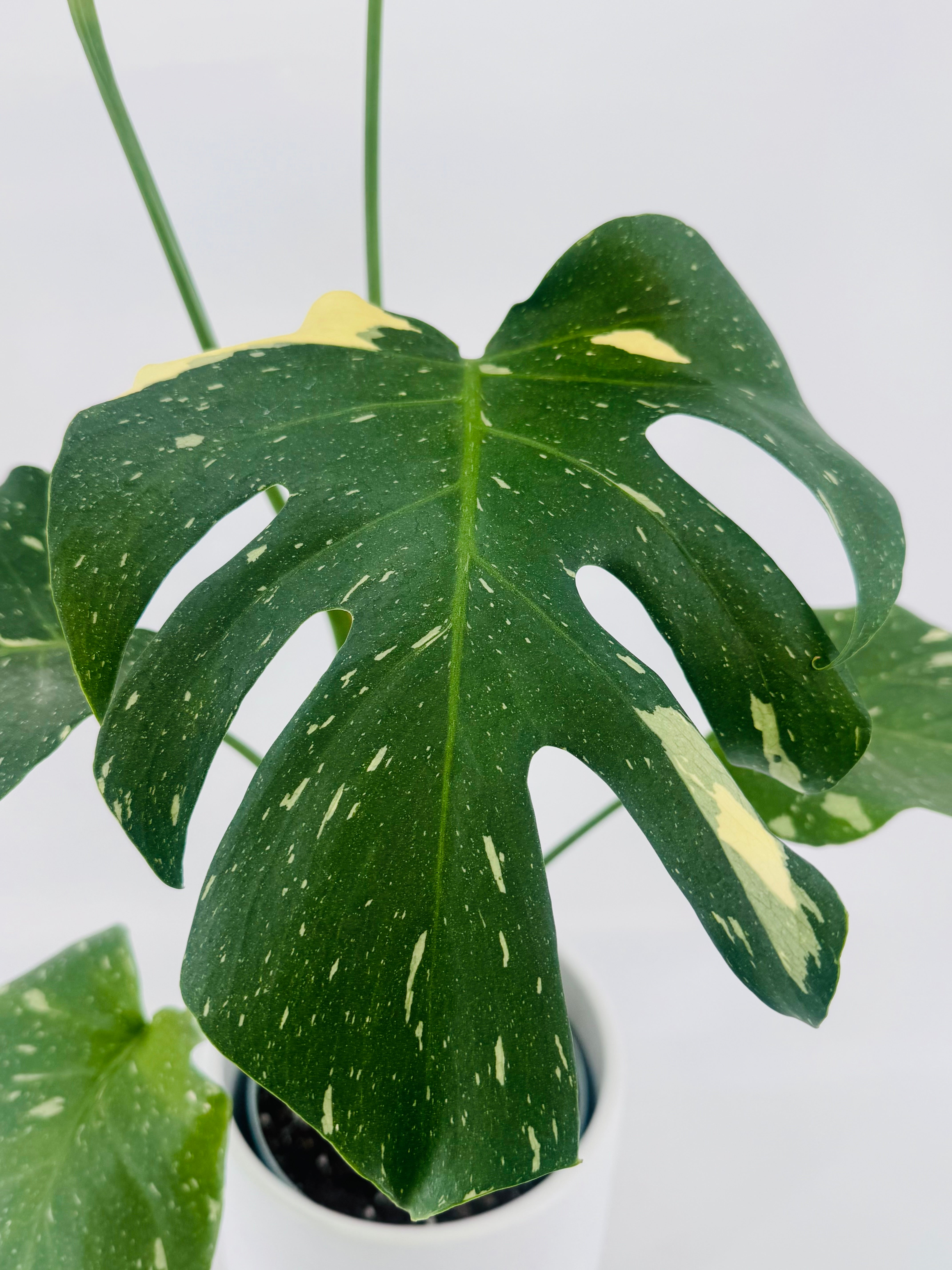 Monstera Thai Constellation M12 con hoja verde oscuro y variegación cremosa moteada en maceta blanca.