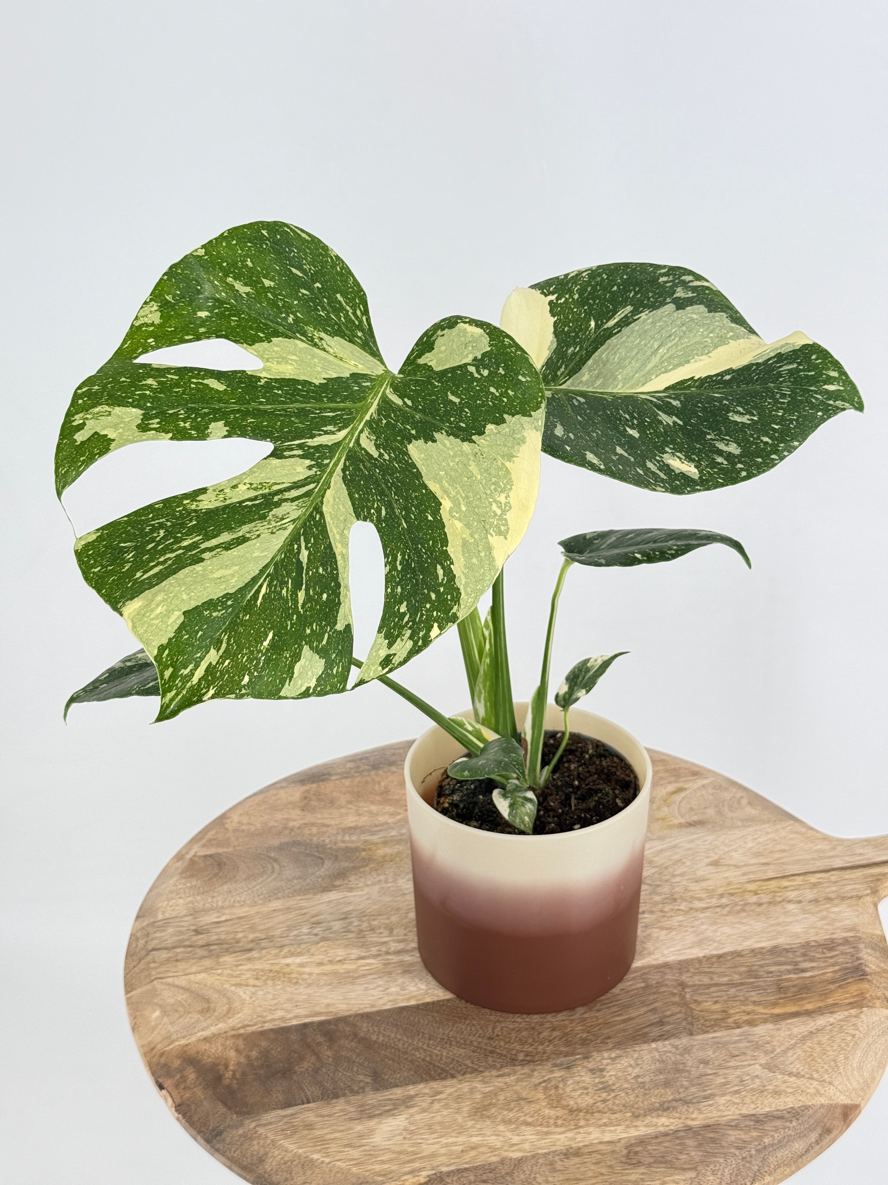 MONSTERA THAI CONSTELLATION M12