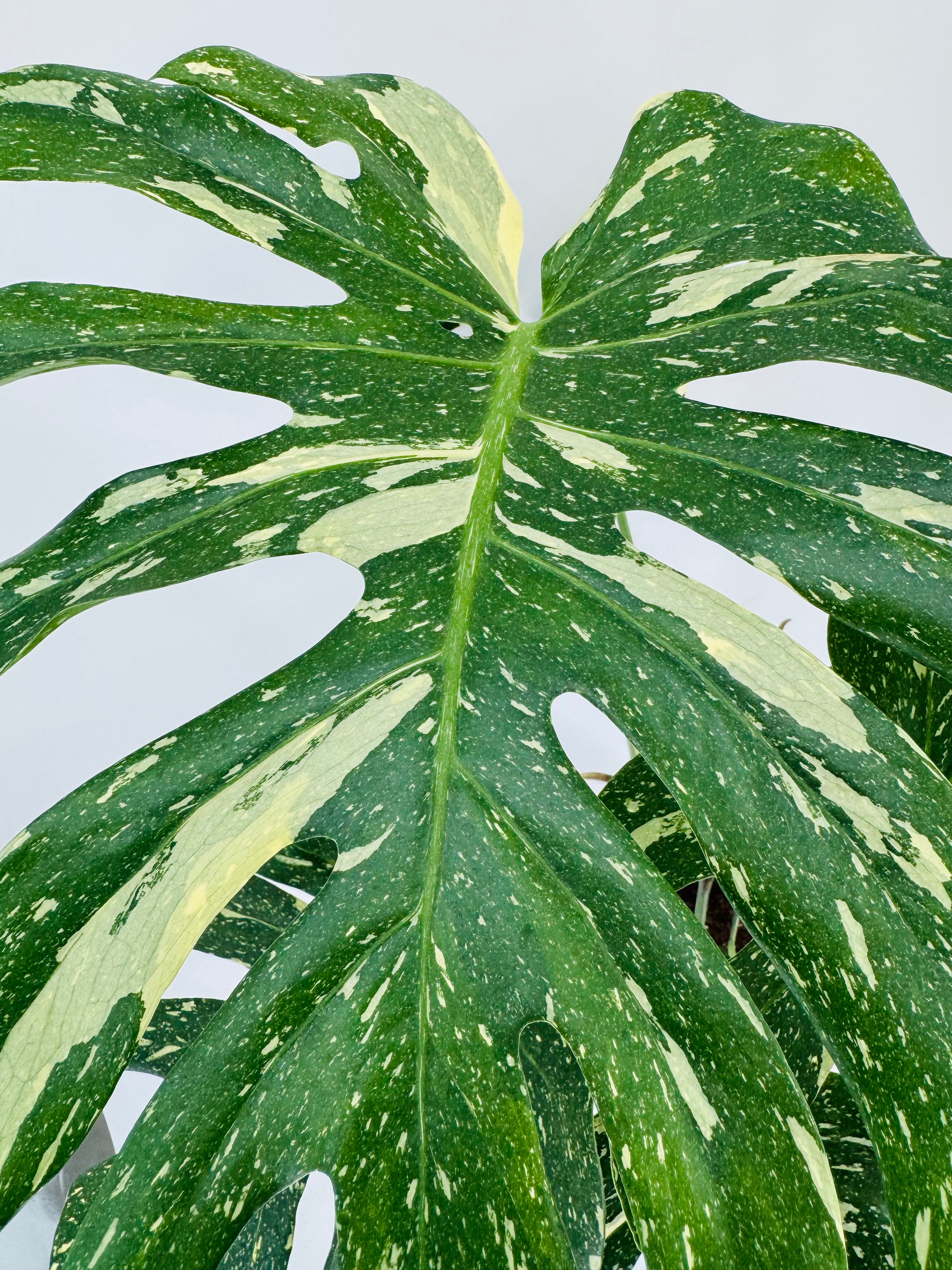 MONSTERA THAI CONSTELLATION M17