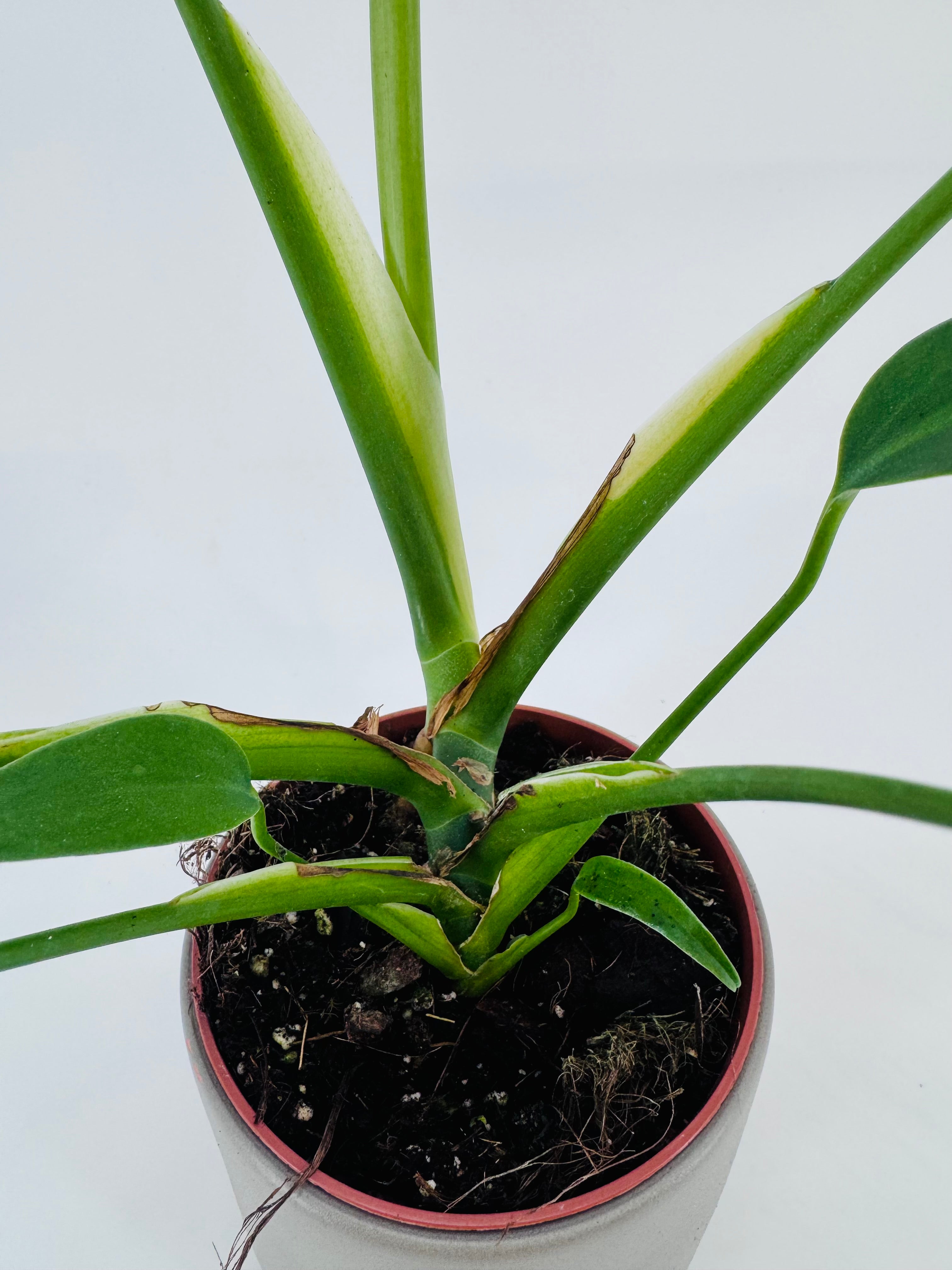 MONSTERA BURLE MARX FLAME M10,5