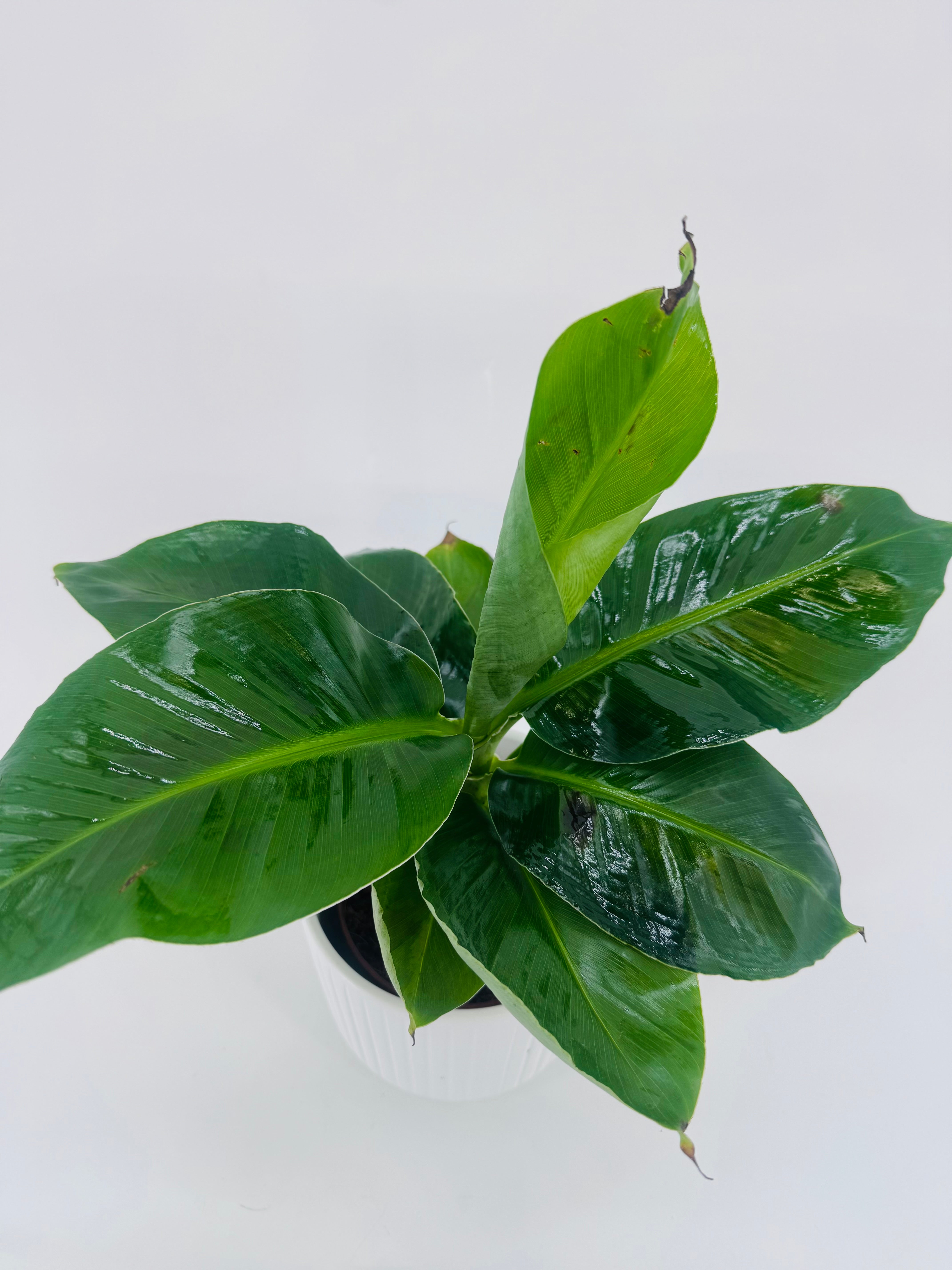 MUSA ORIENTAL DWARF M12