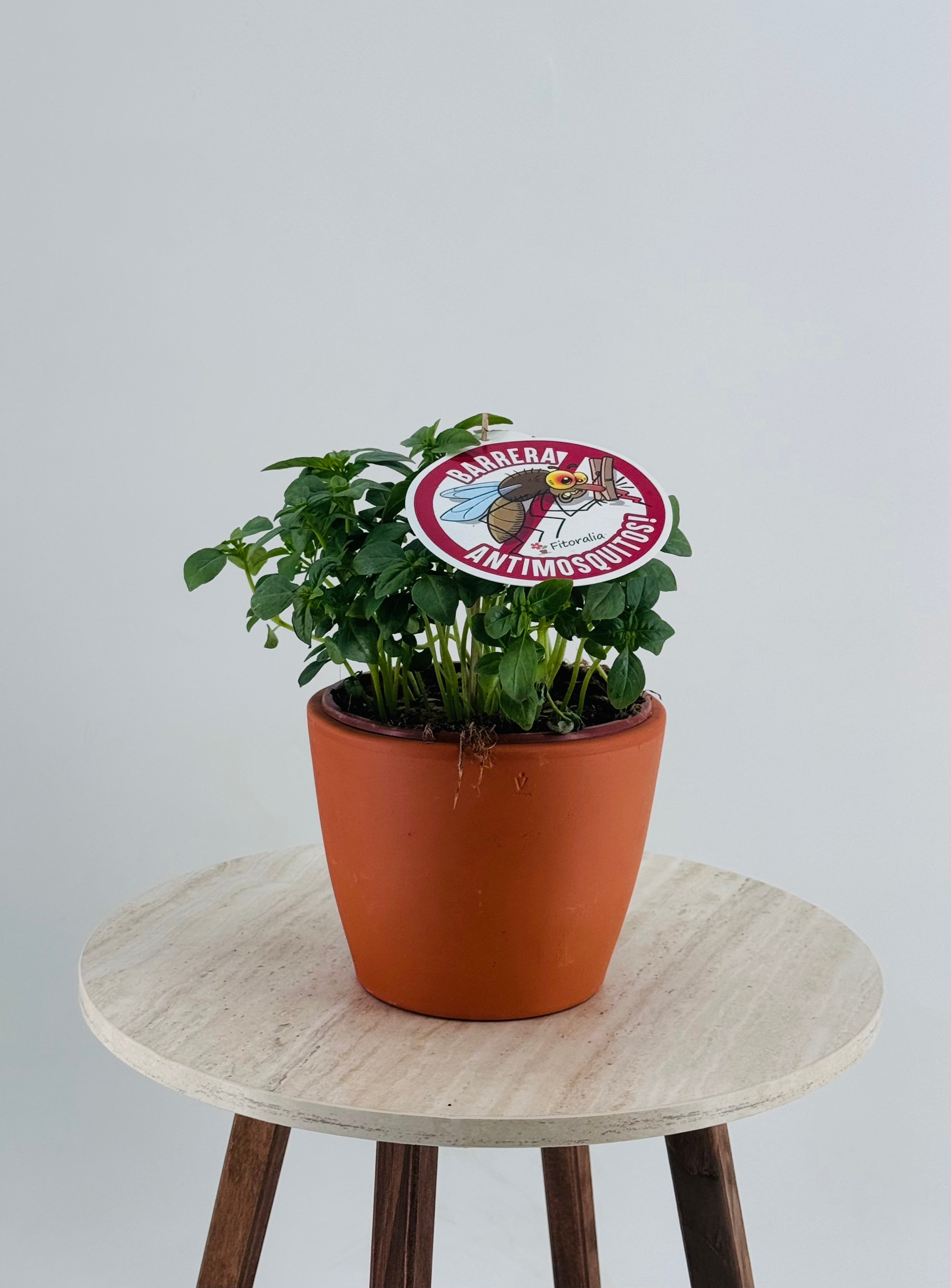 OCIMUM BASILICUM GRAN VERT 16