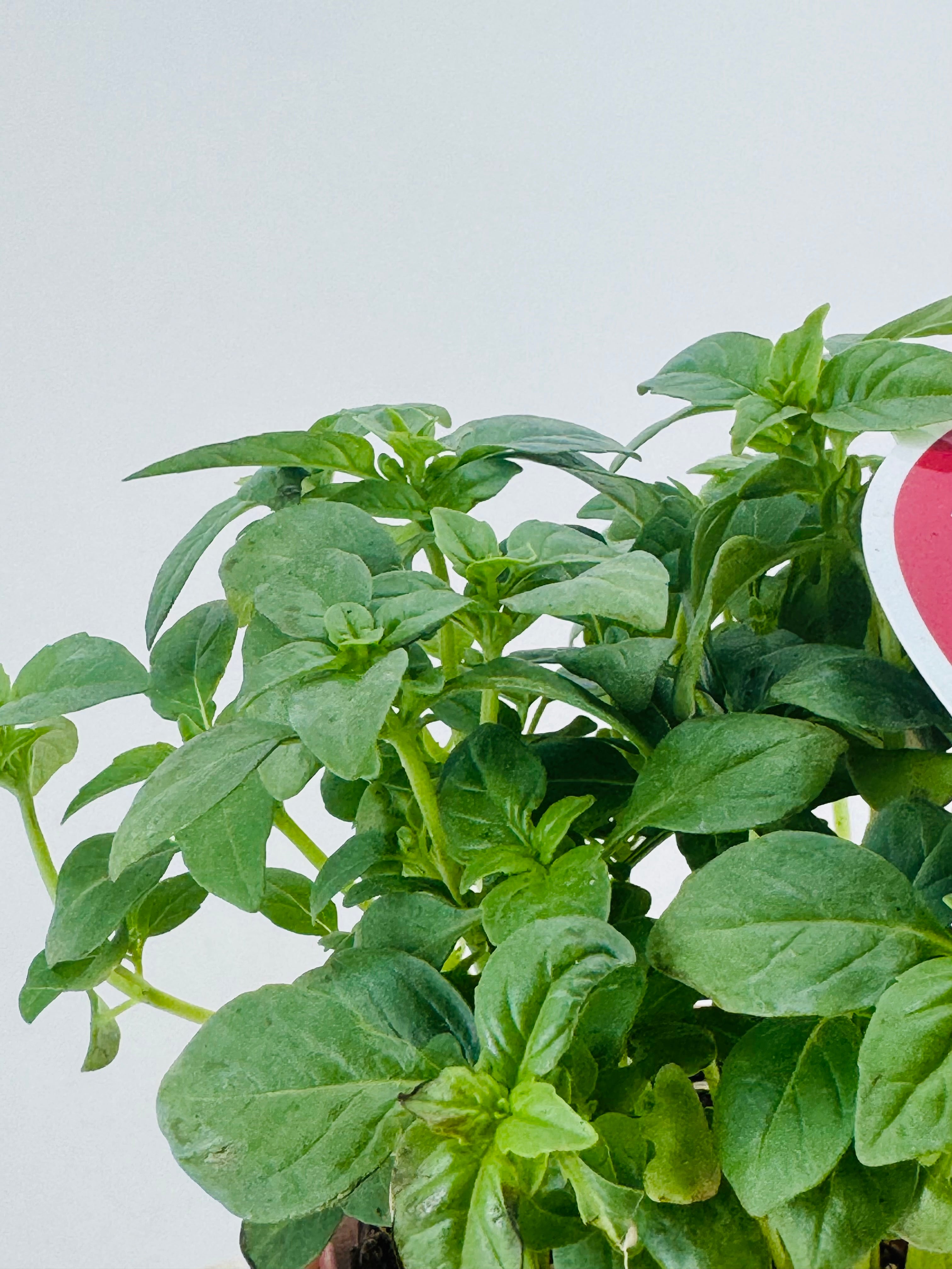 OCIMUM BASILICUM GRAN VERT 16