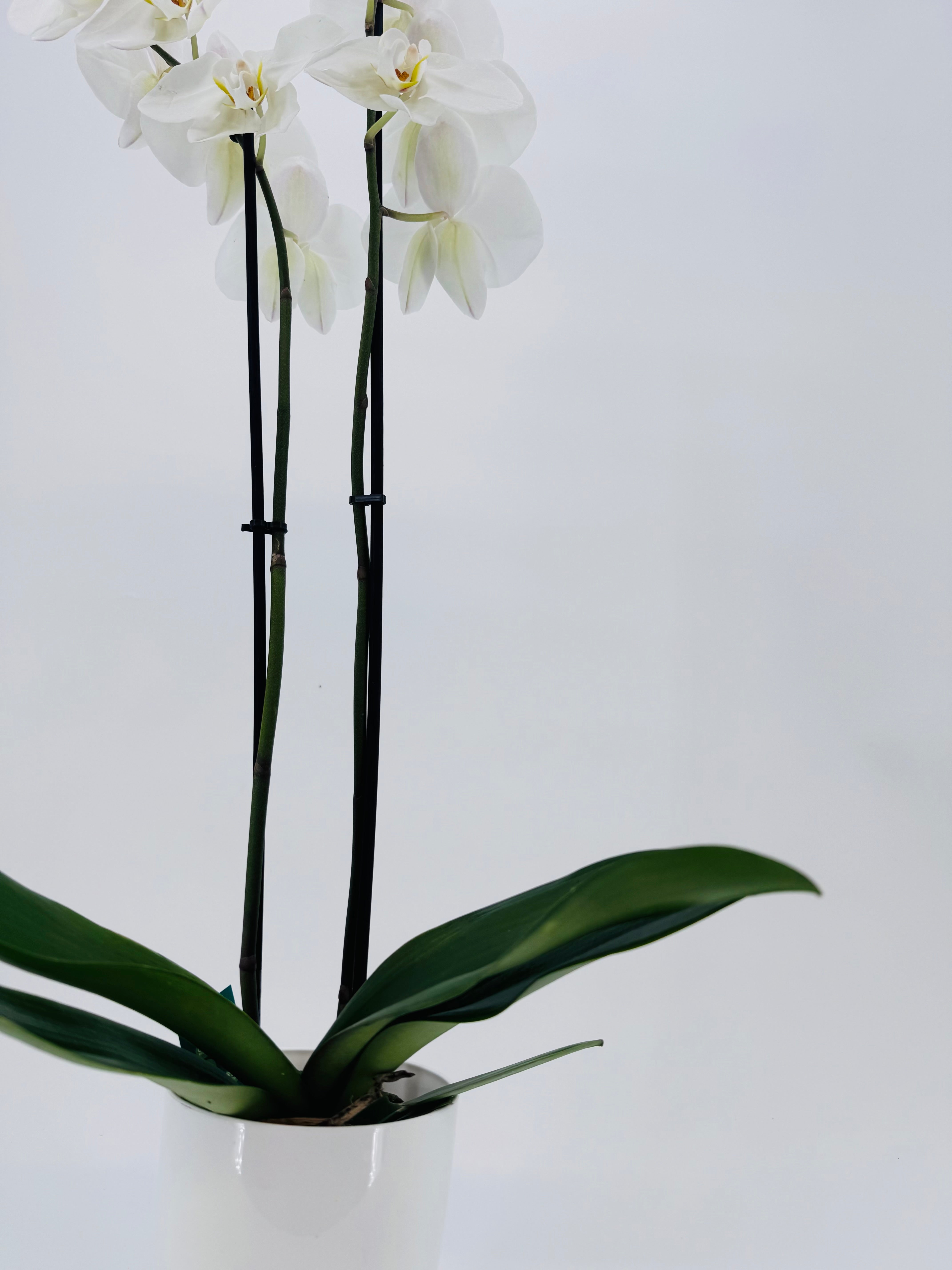 PHALAENOPSIS HYBR. MIX 2T MEZCLADO