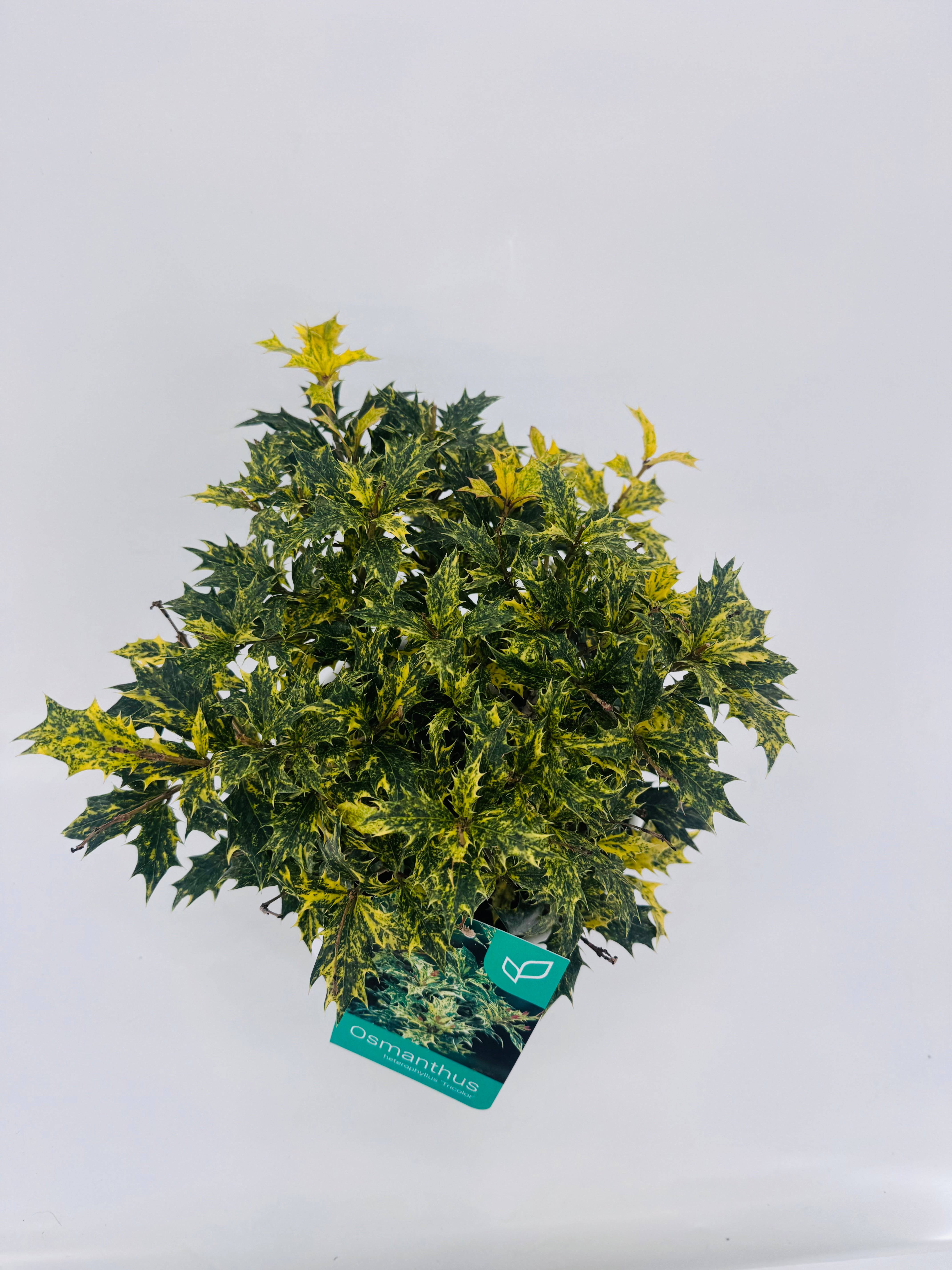 OSMANTHUS TRICOLOR